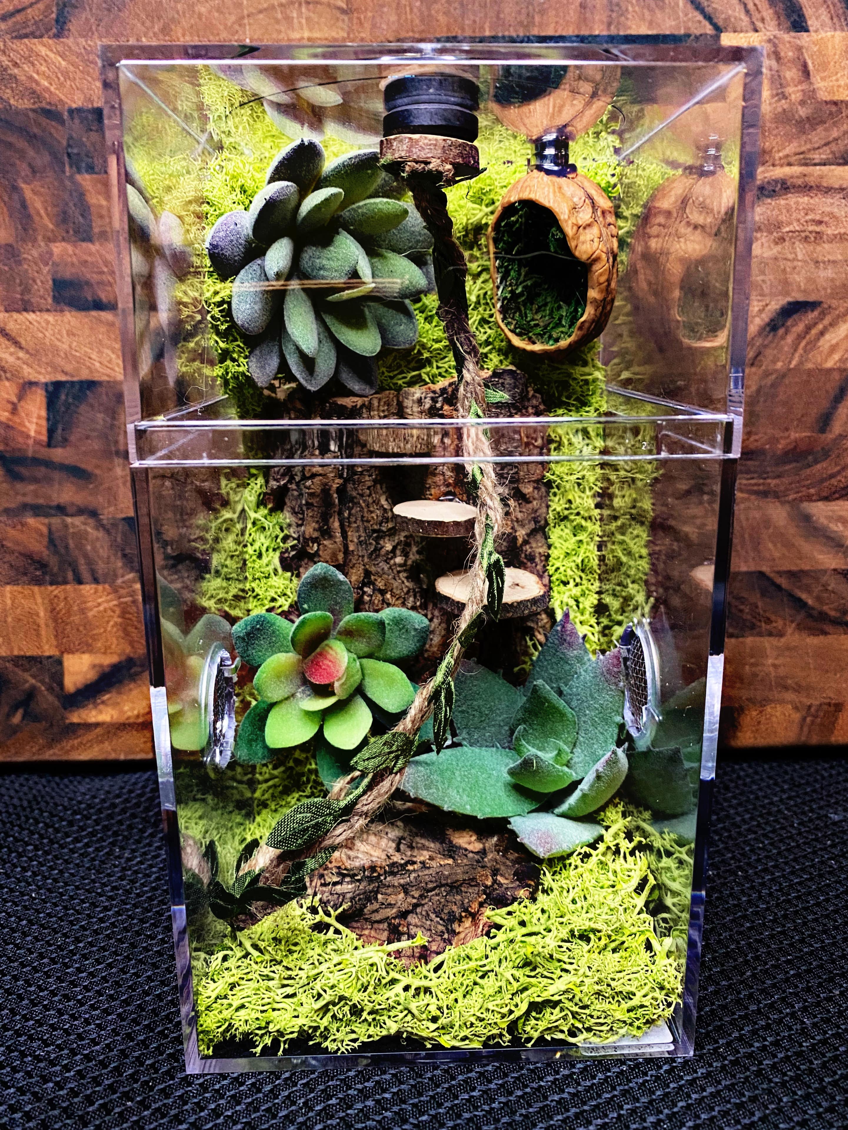 Custom Jumping Spider Enclosure