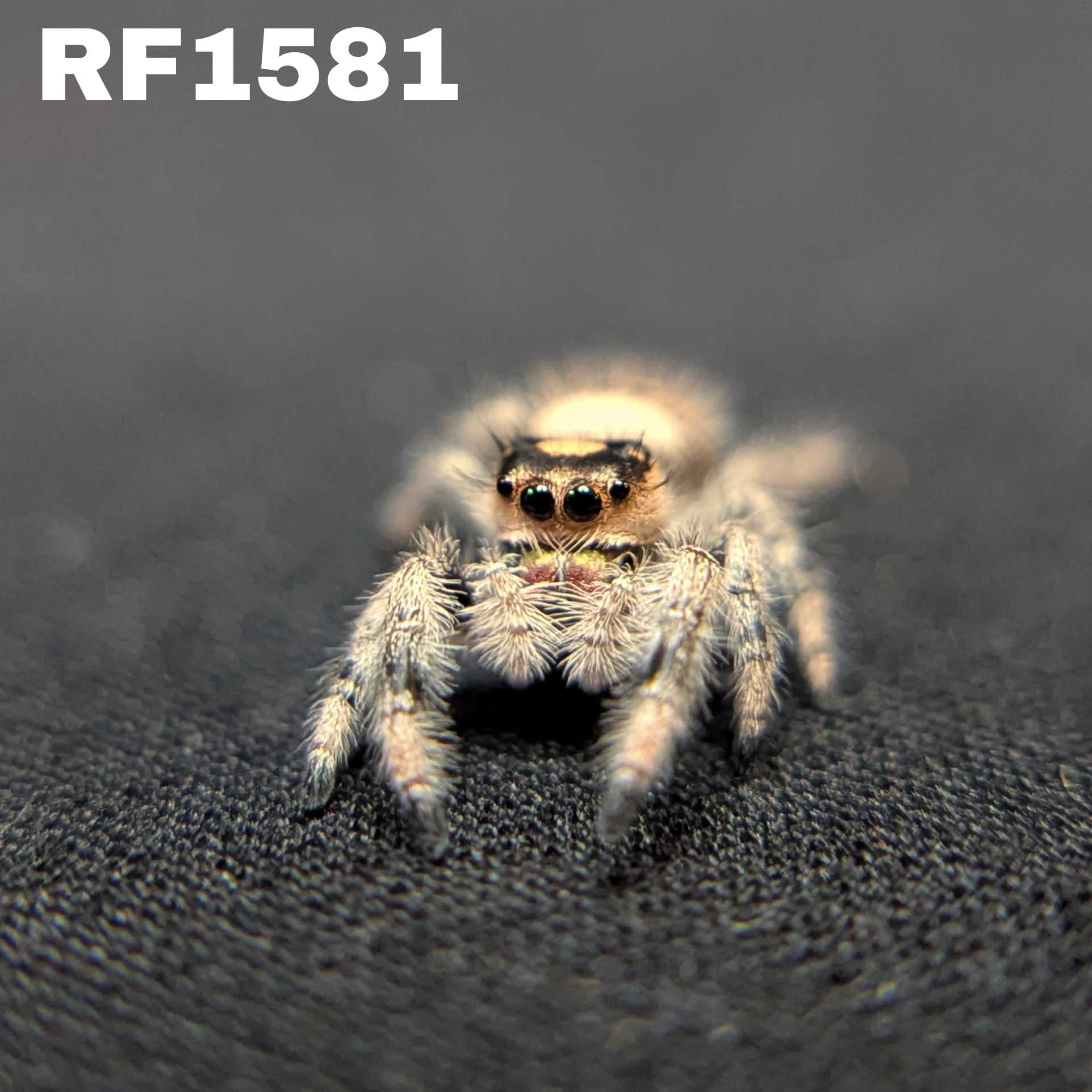 Regal Jumping Spider "Sunkiss"