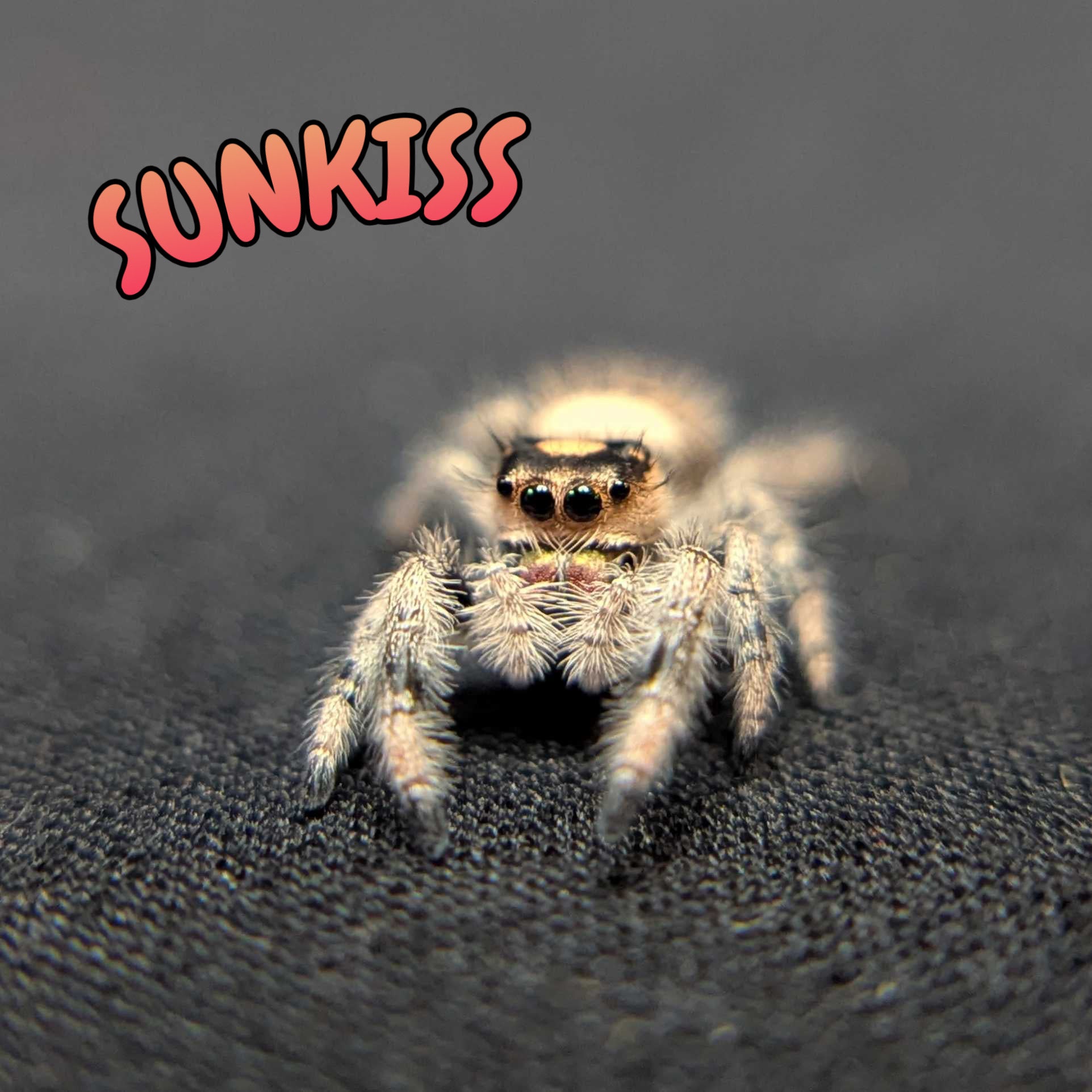 Regal Jumping Spider "Sunkiss"