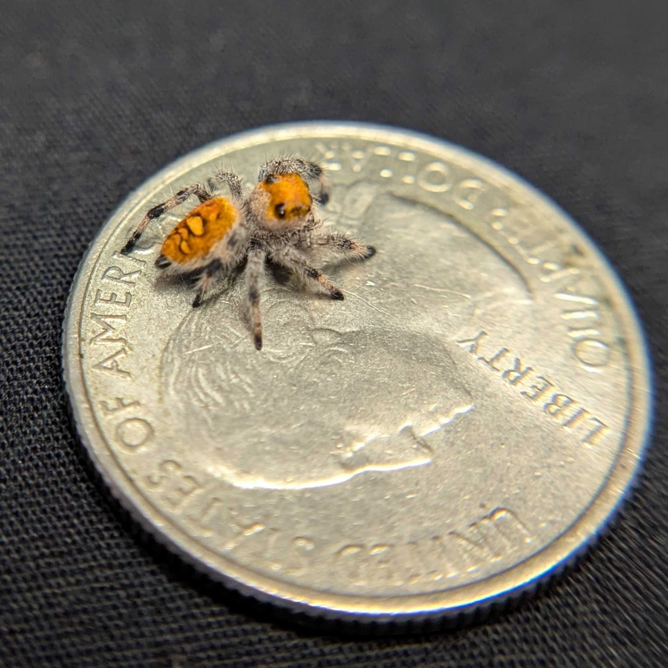 Regal Jumping Spider "Citrus"