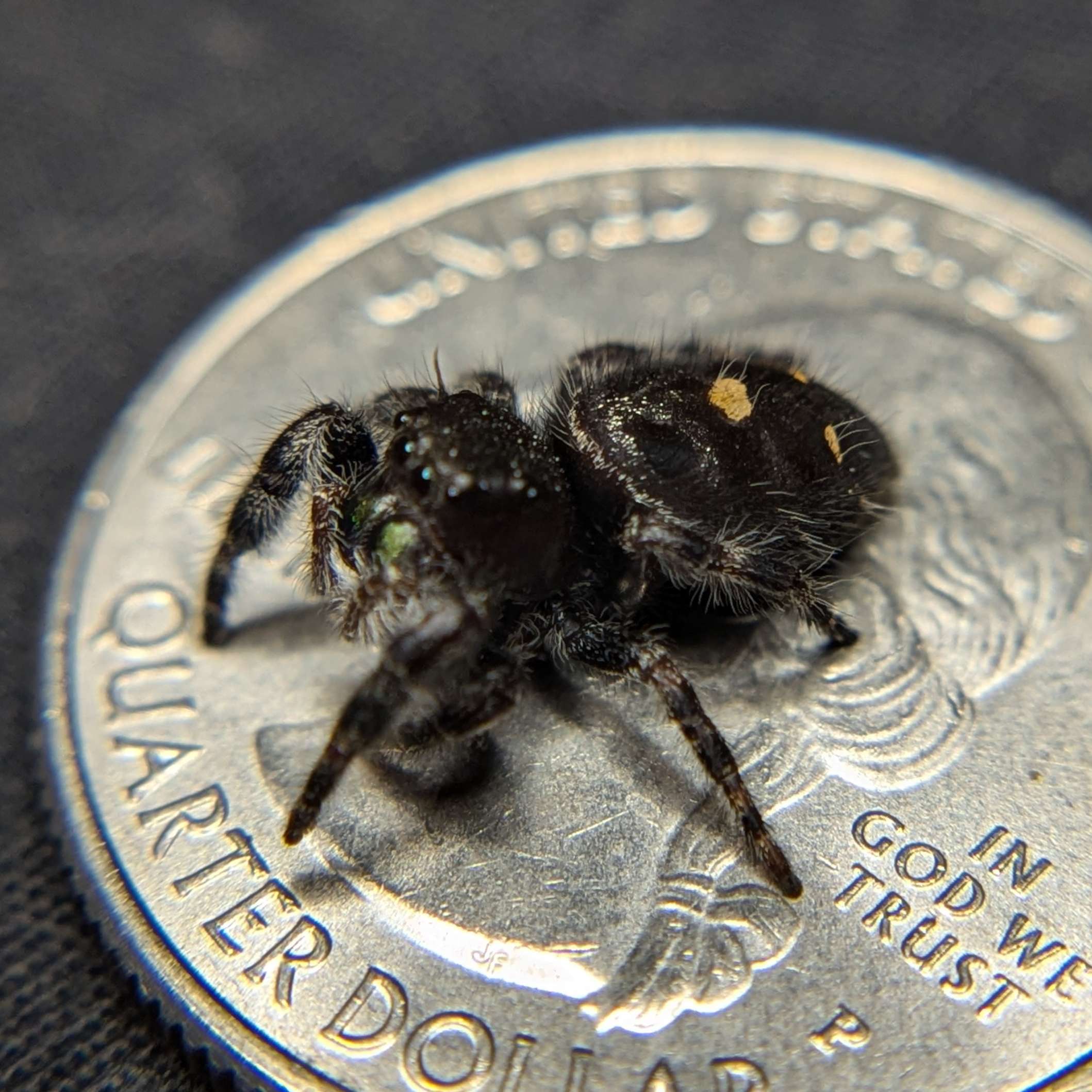 Audax Jumping Spider "Storm"