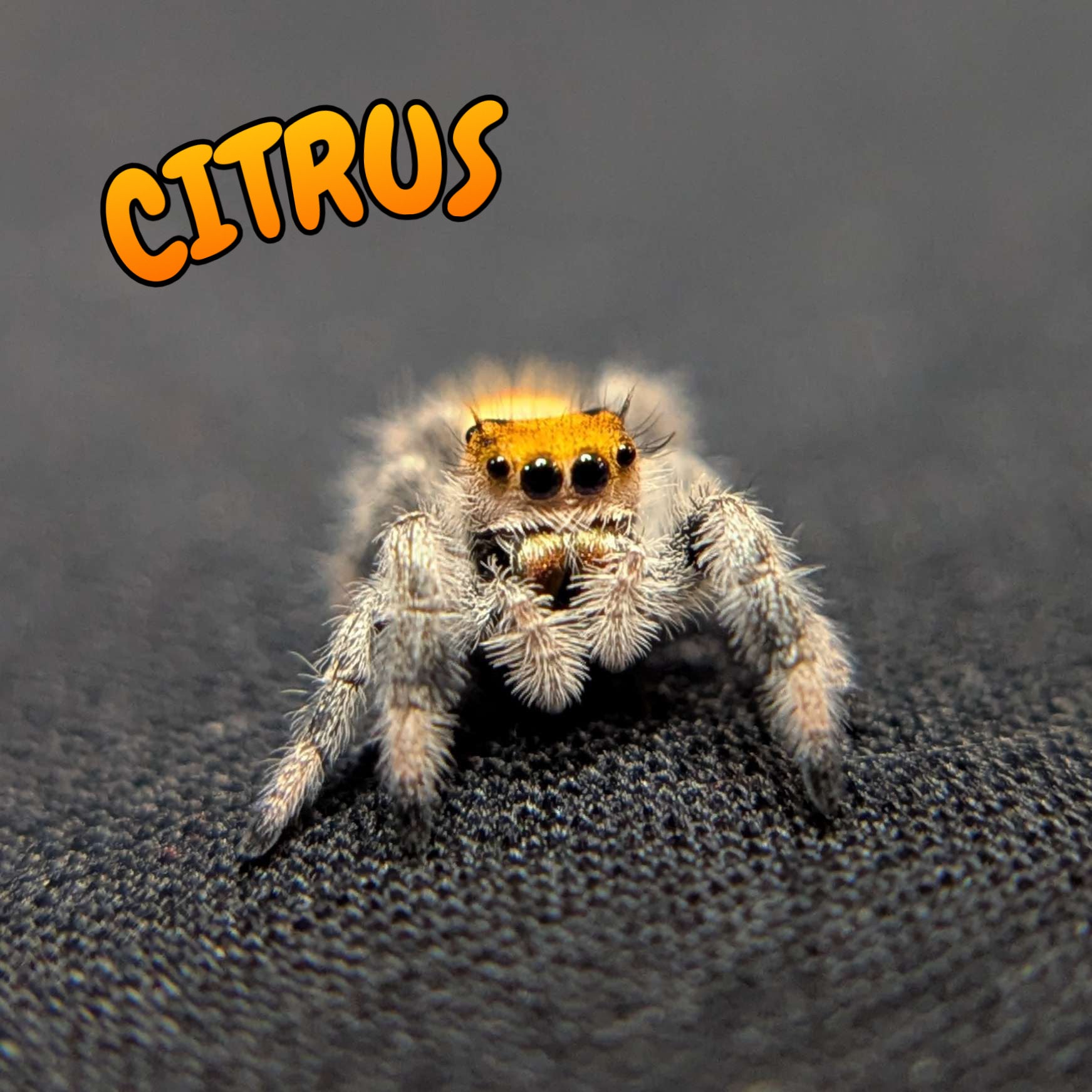 Regal Jumping Spider "Citrus"