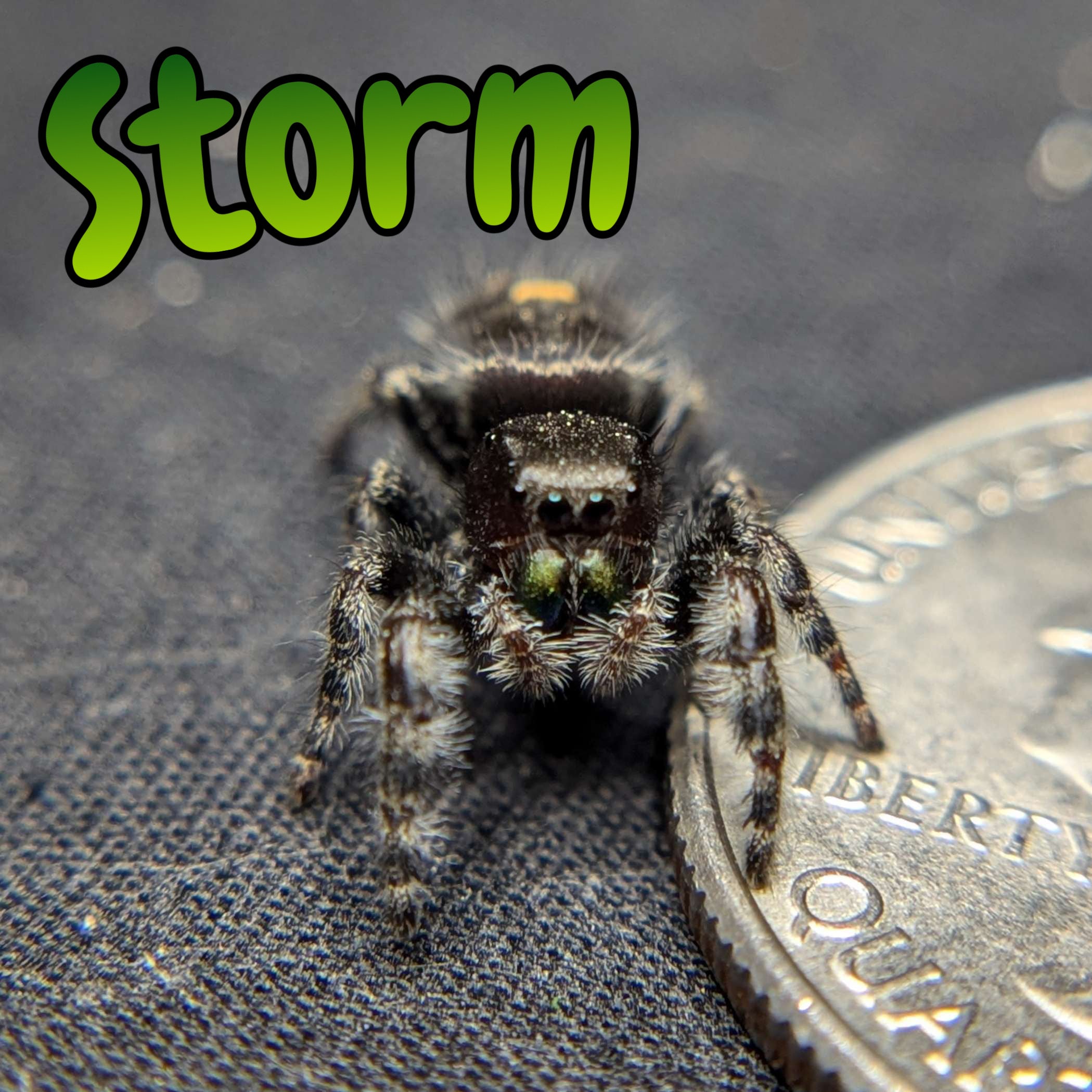 Audax Jumping Spider "Storm"