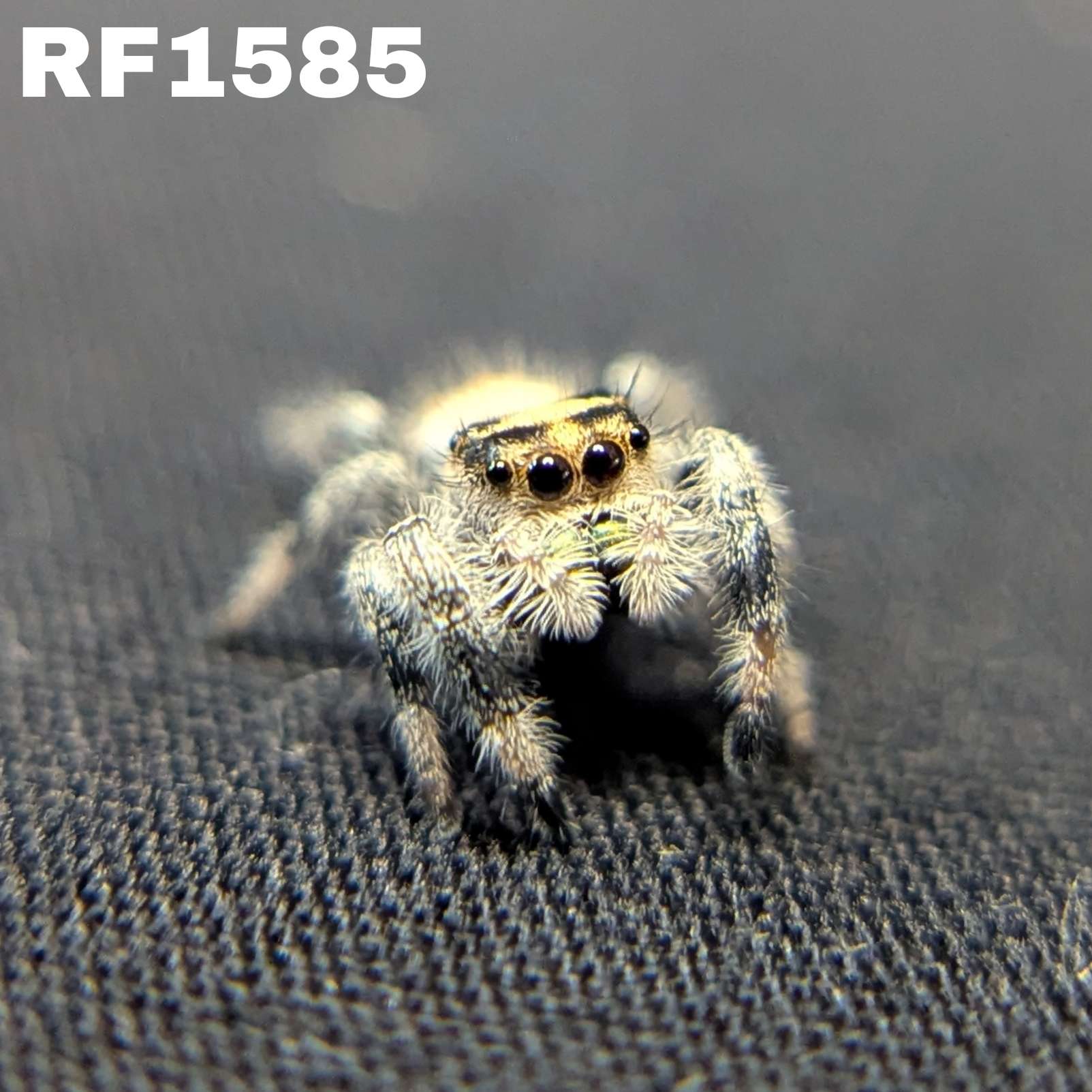 Regal Jumping Spider “Fuego”