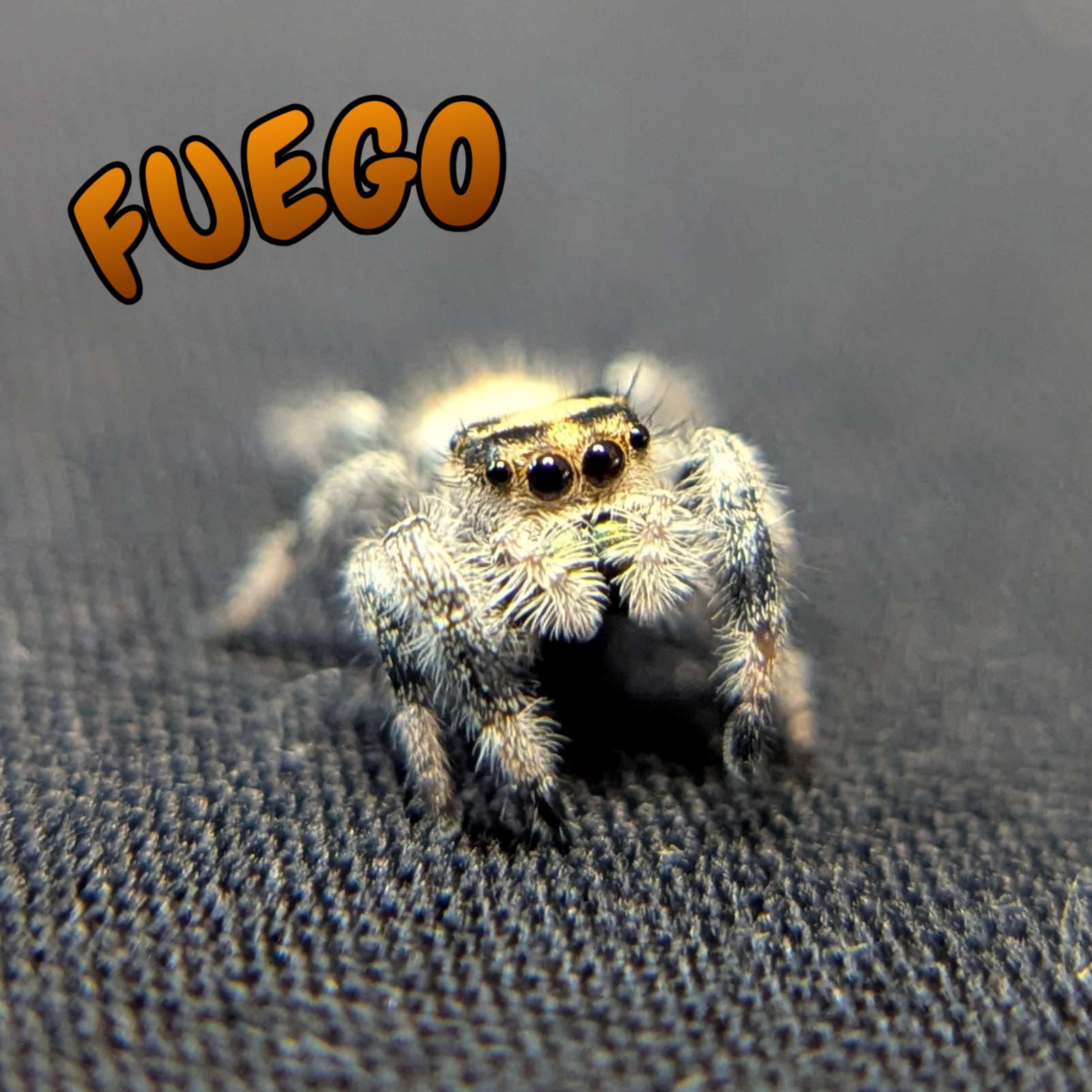 Regal Jumping Spider “Fuego”