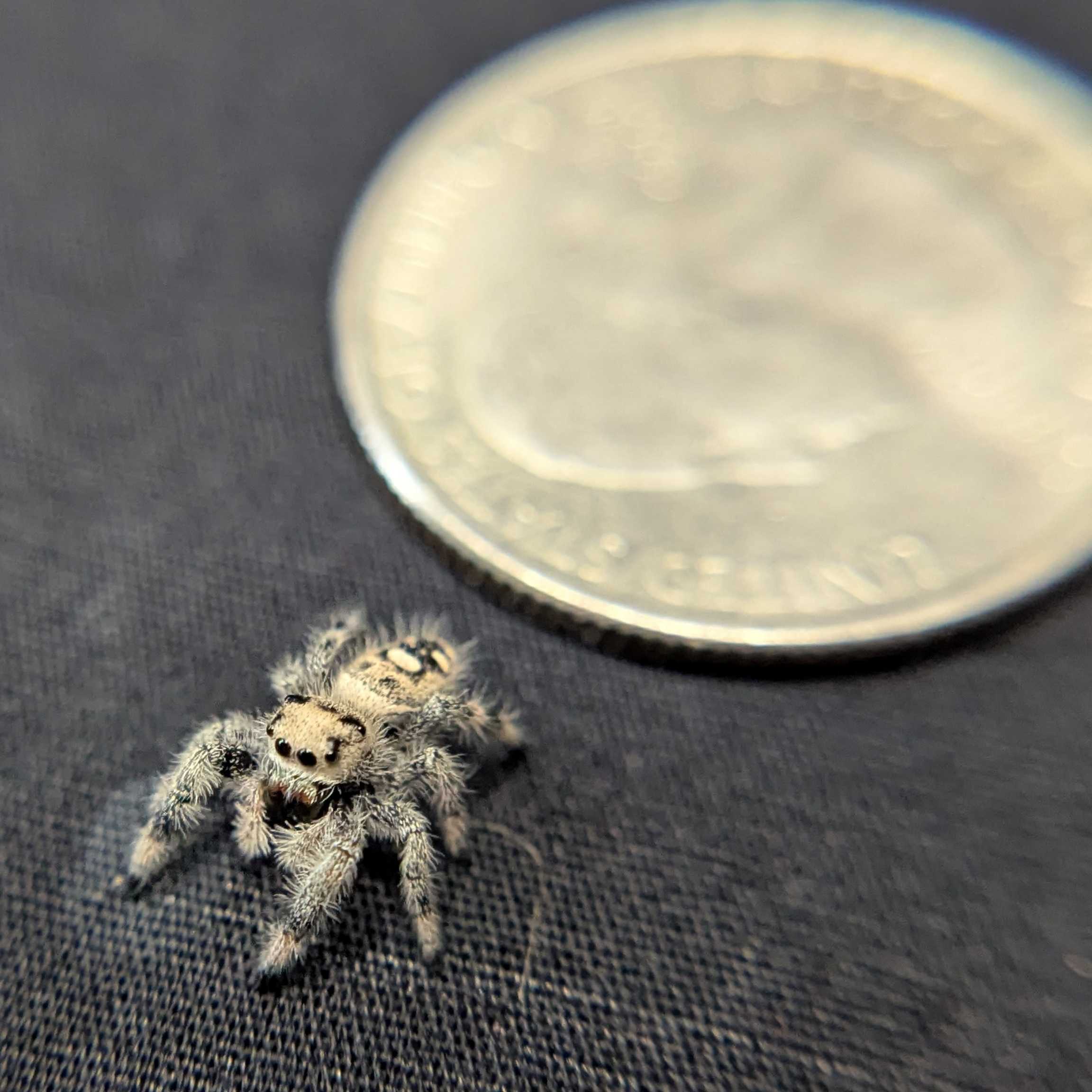 Regal Jumping Spider "Sandstorm"