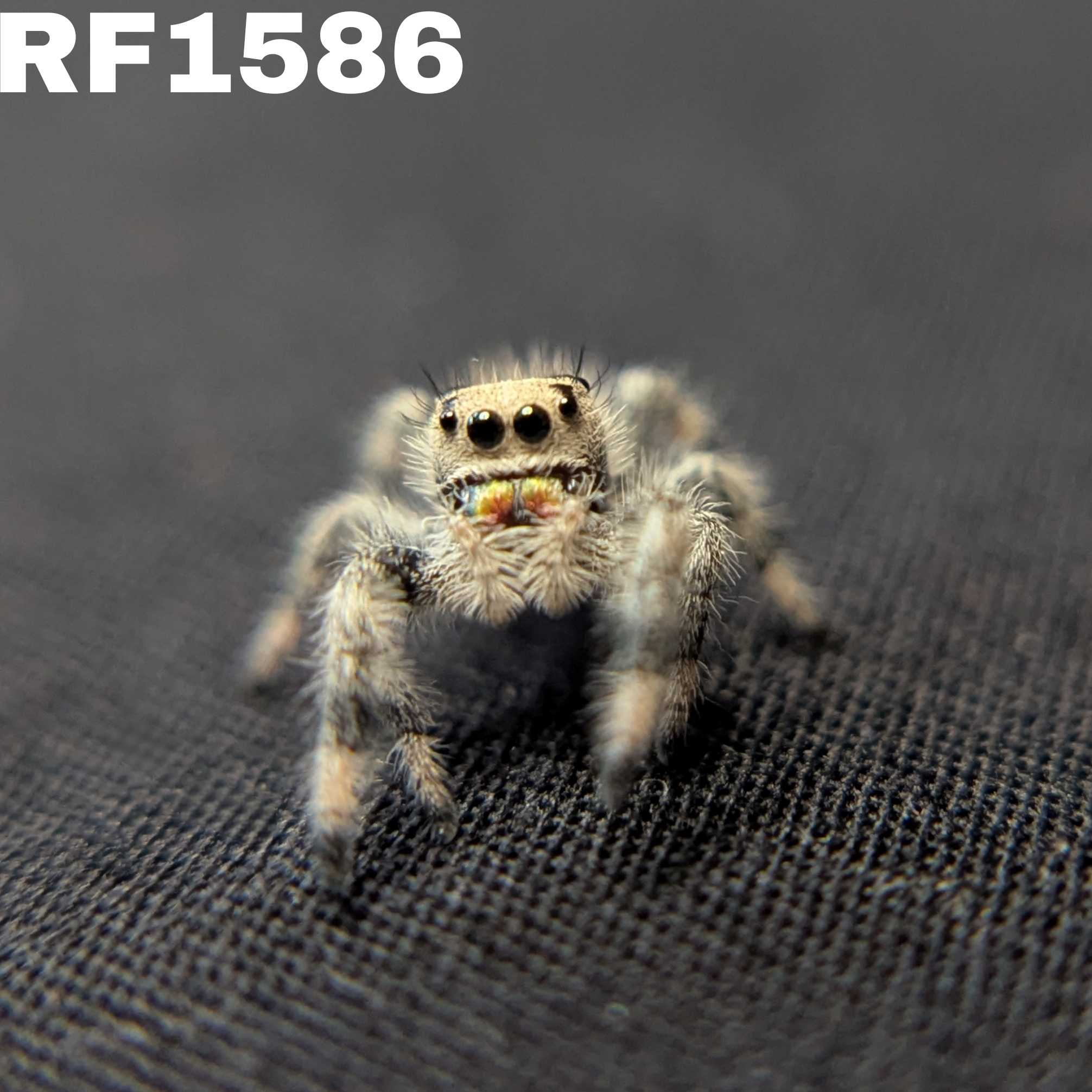 Regal Jumping Spider "Sandstorm"