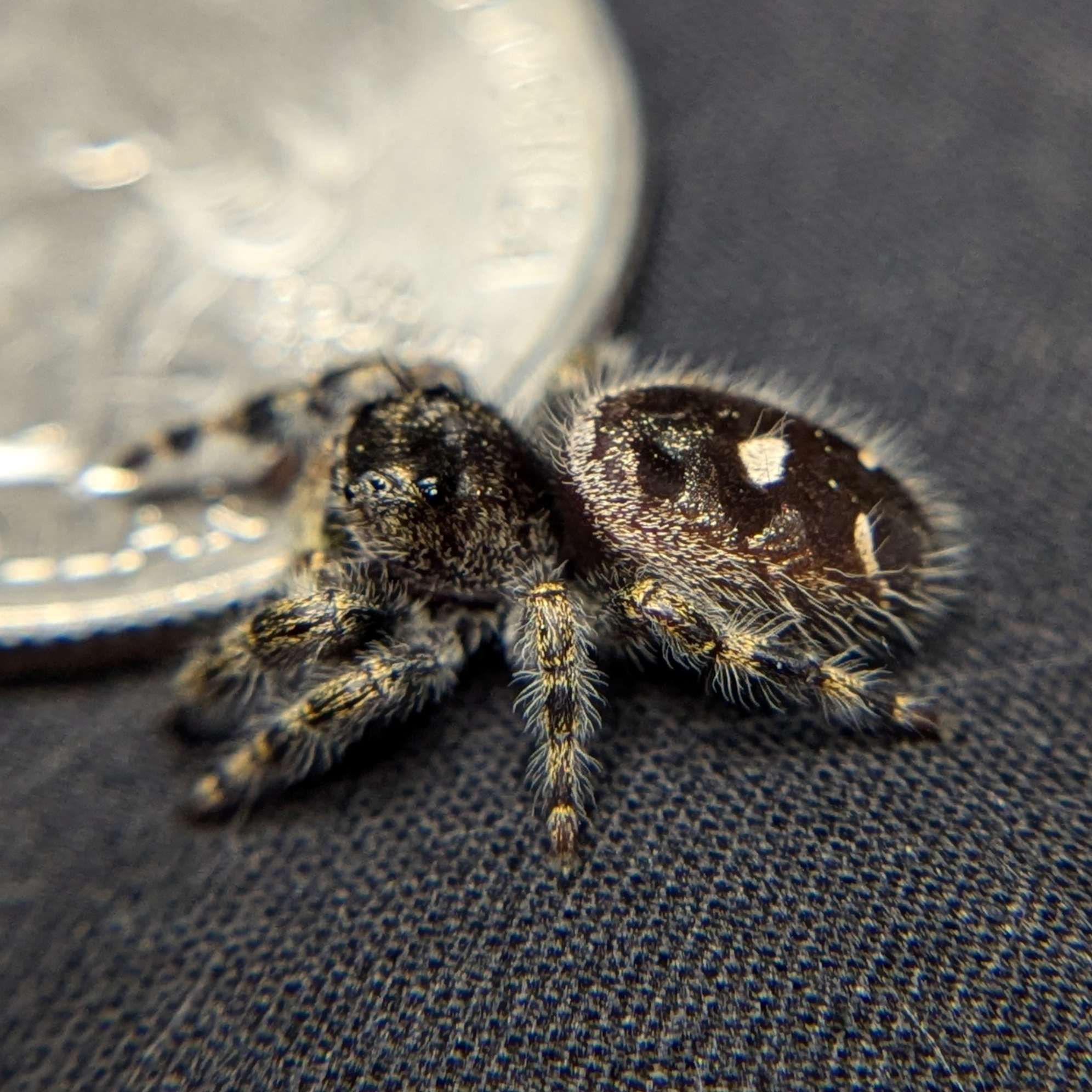 Audax Jumping Spider "Hexic"