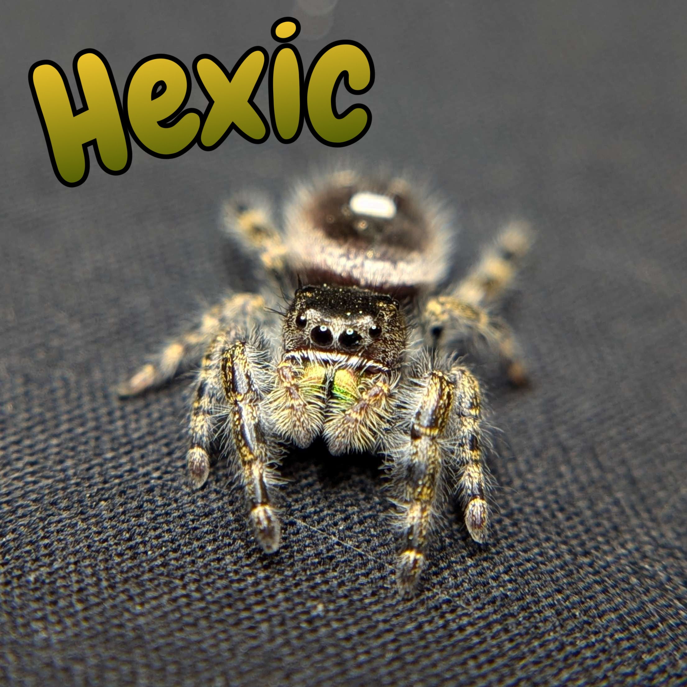 Audax Jumping Spider "Hexic"