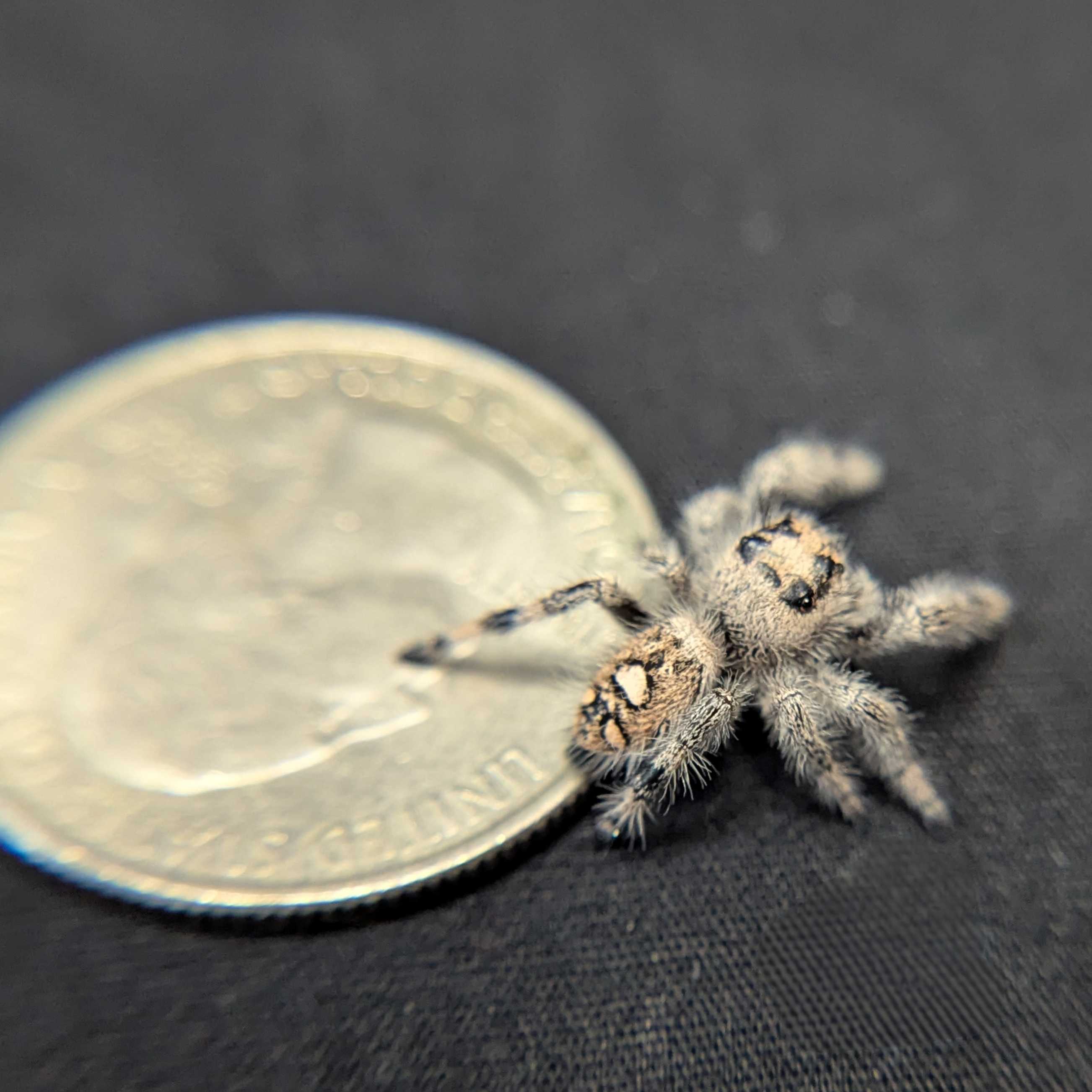 Regal Jumping Spider "Plum"