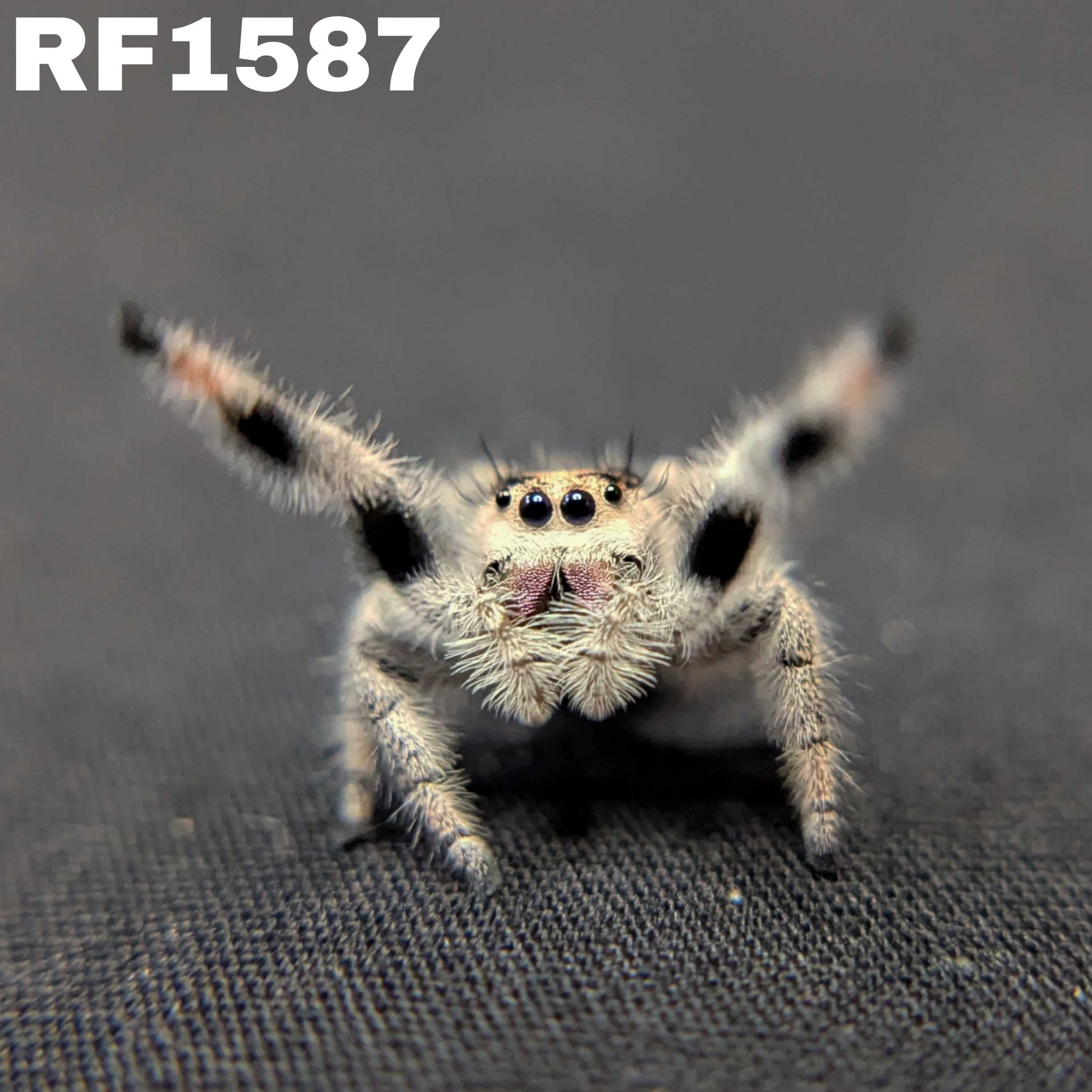 Regal Jumping Spider "Plum"