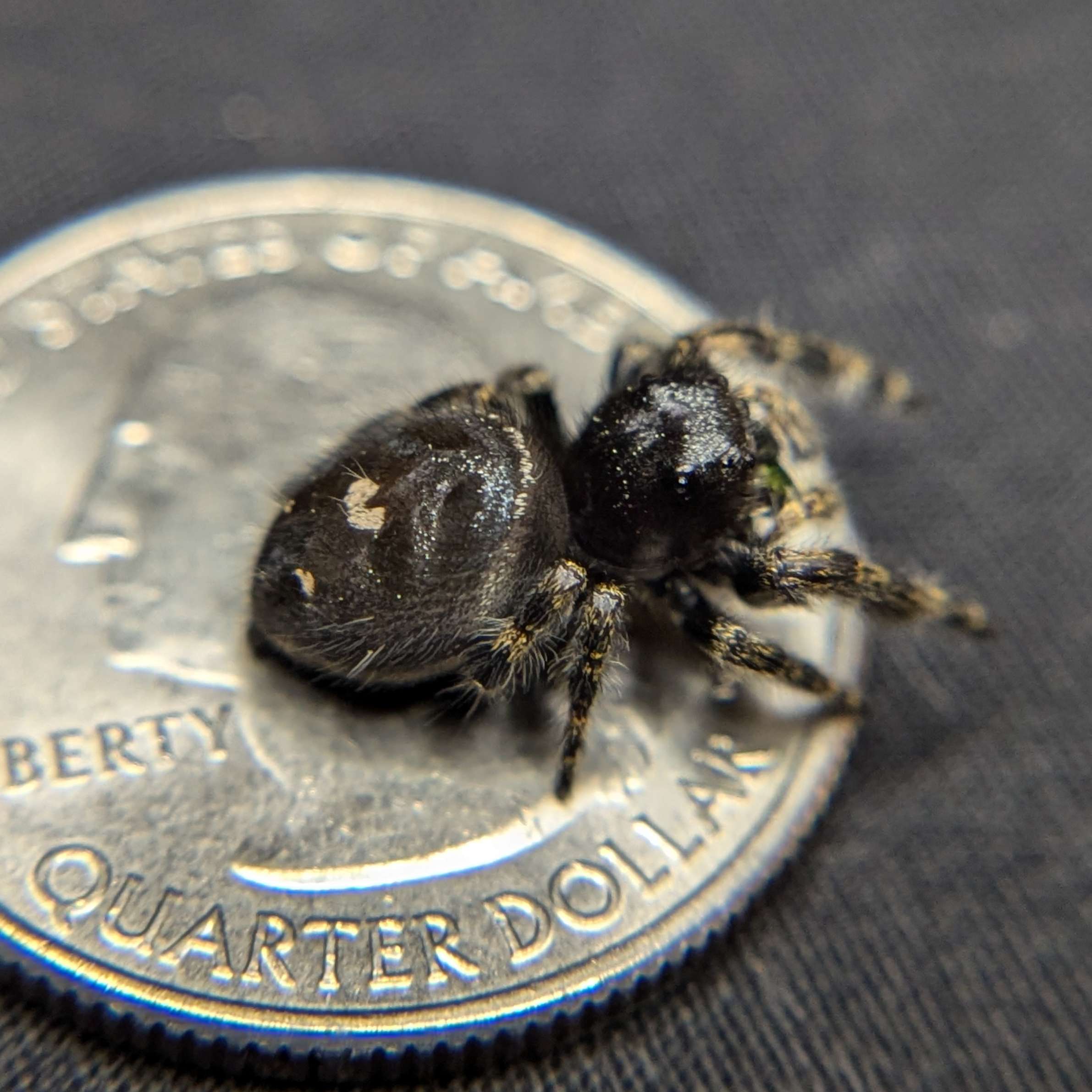 Regal Jumping Spider "Cheetah"