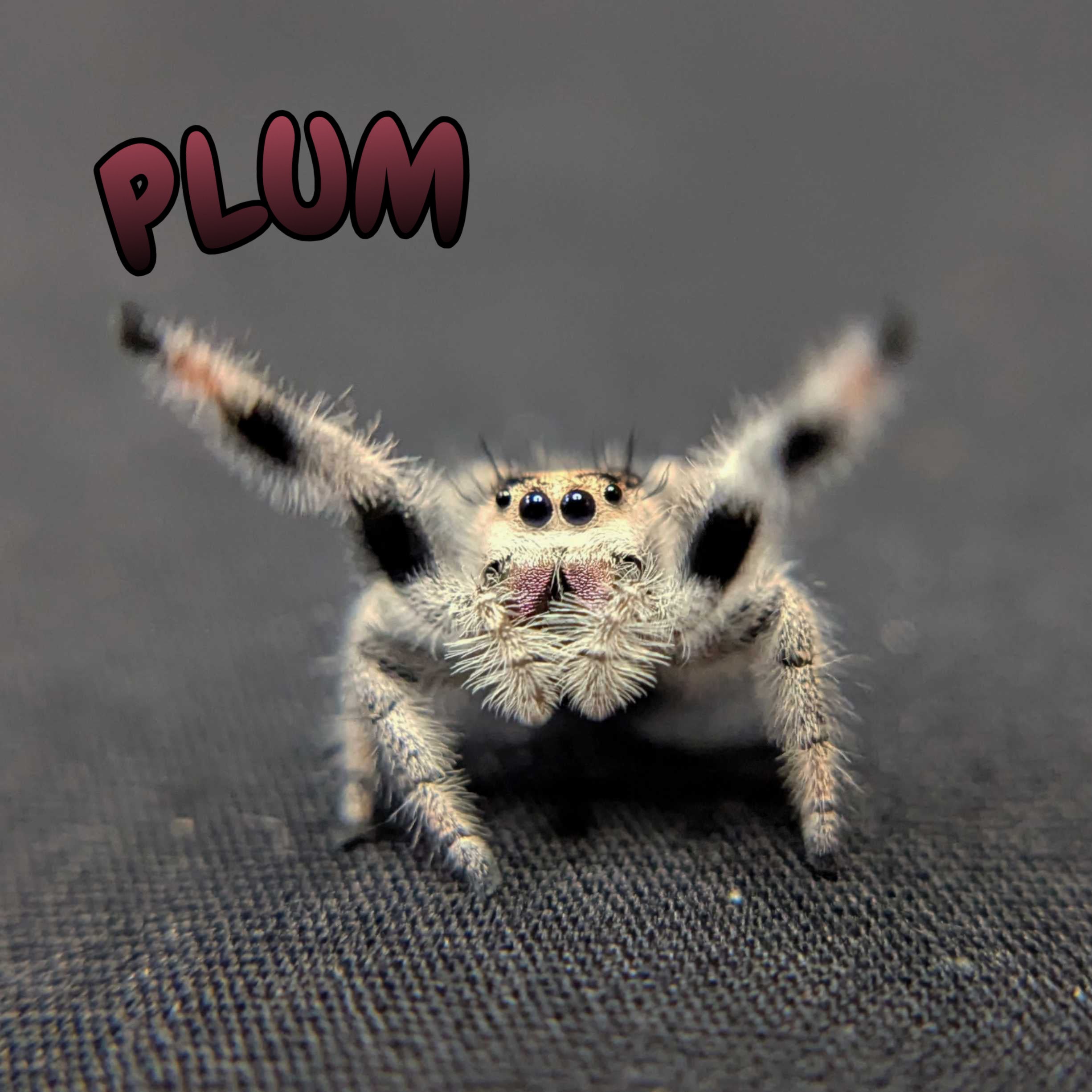 Regal Jumping Spider "Plum"