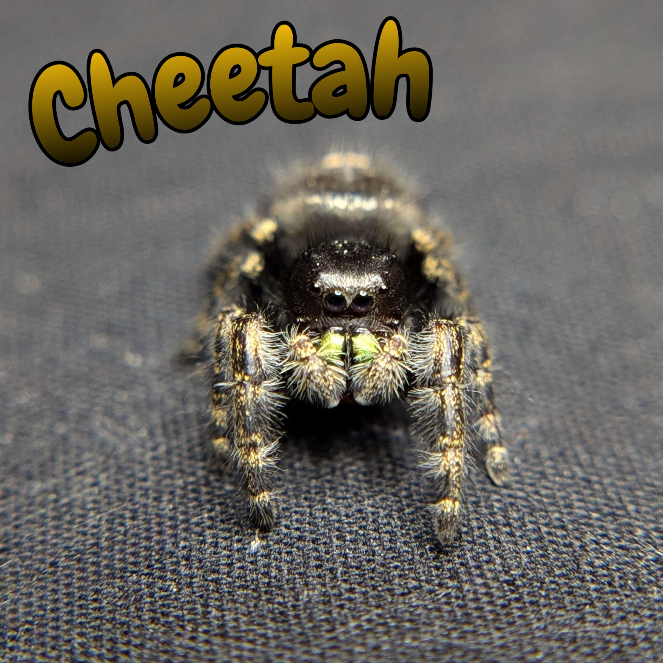 Regal Jumping Spider "Cheetah"