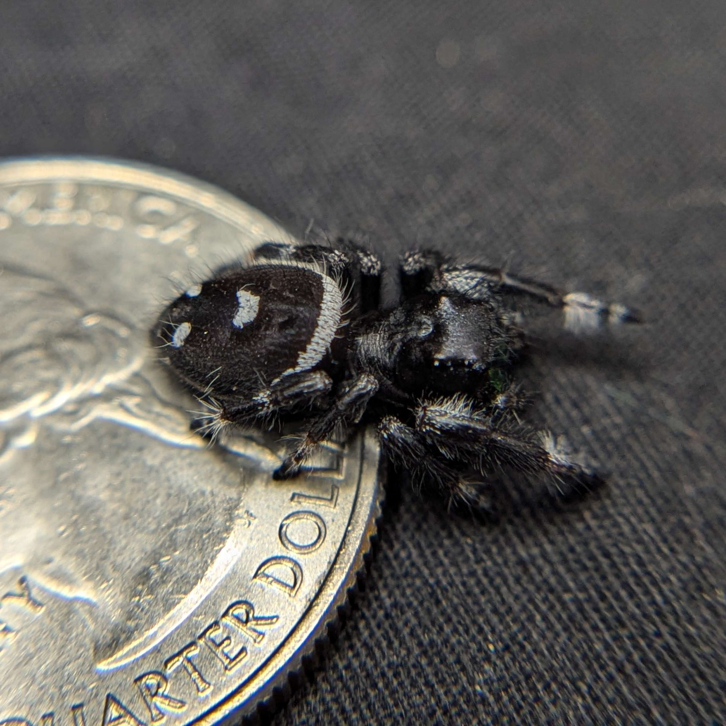 Audax Jumping Spider “Panda”