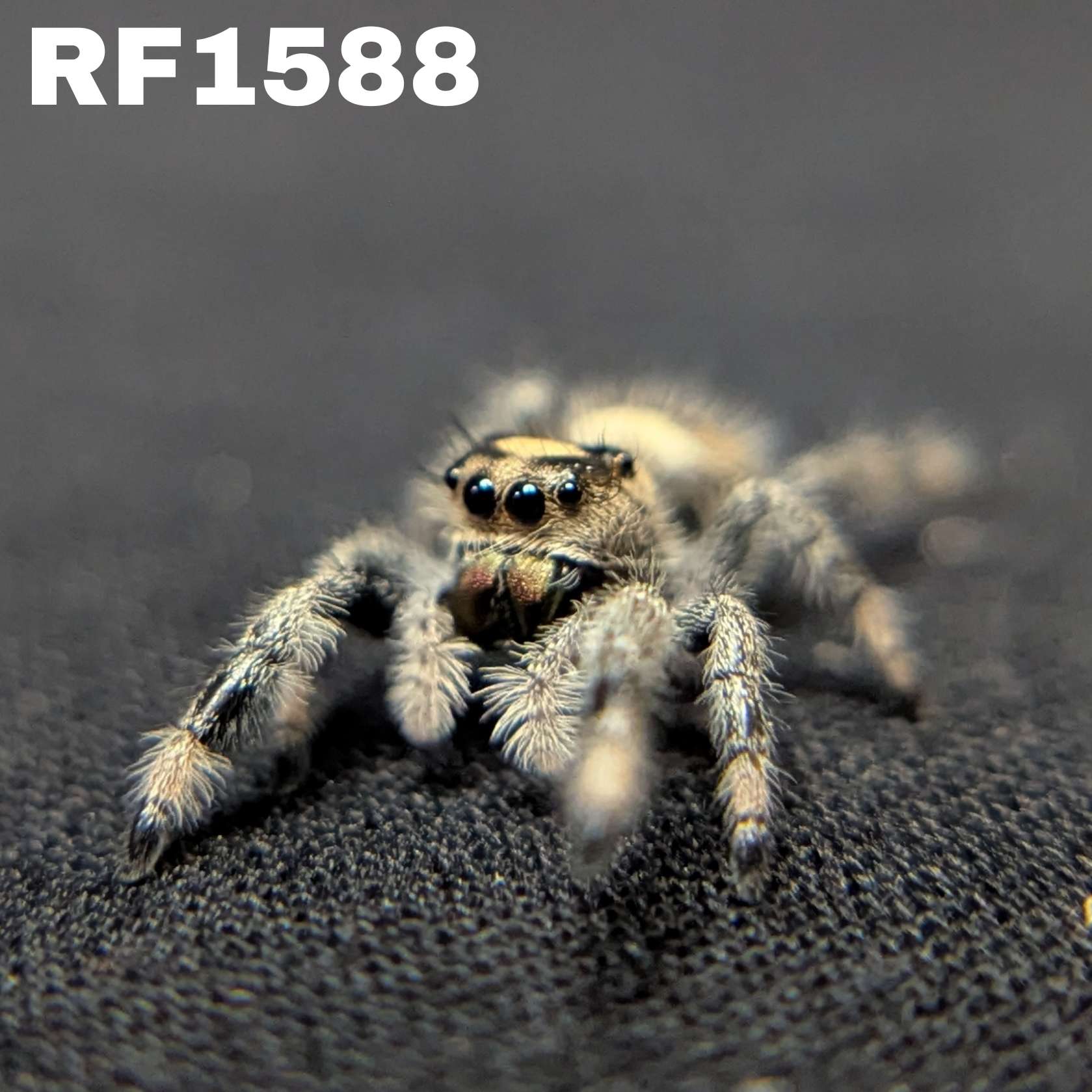 Regal Jumping Spider "Lilac"