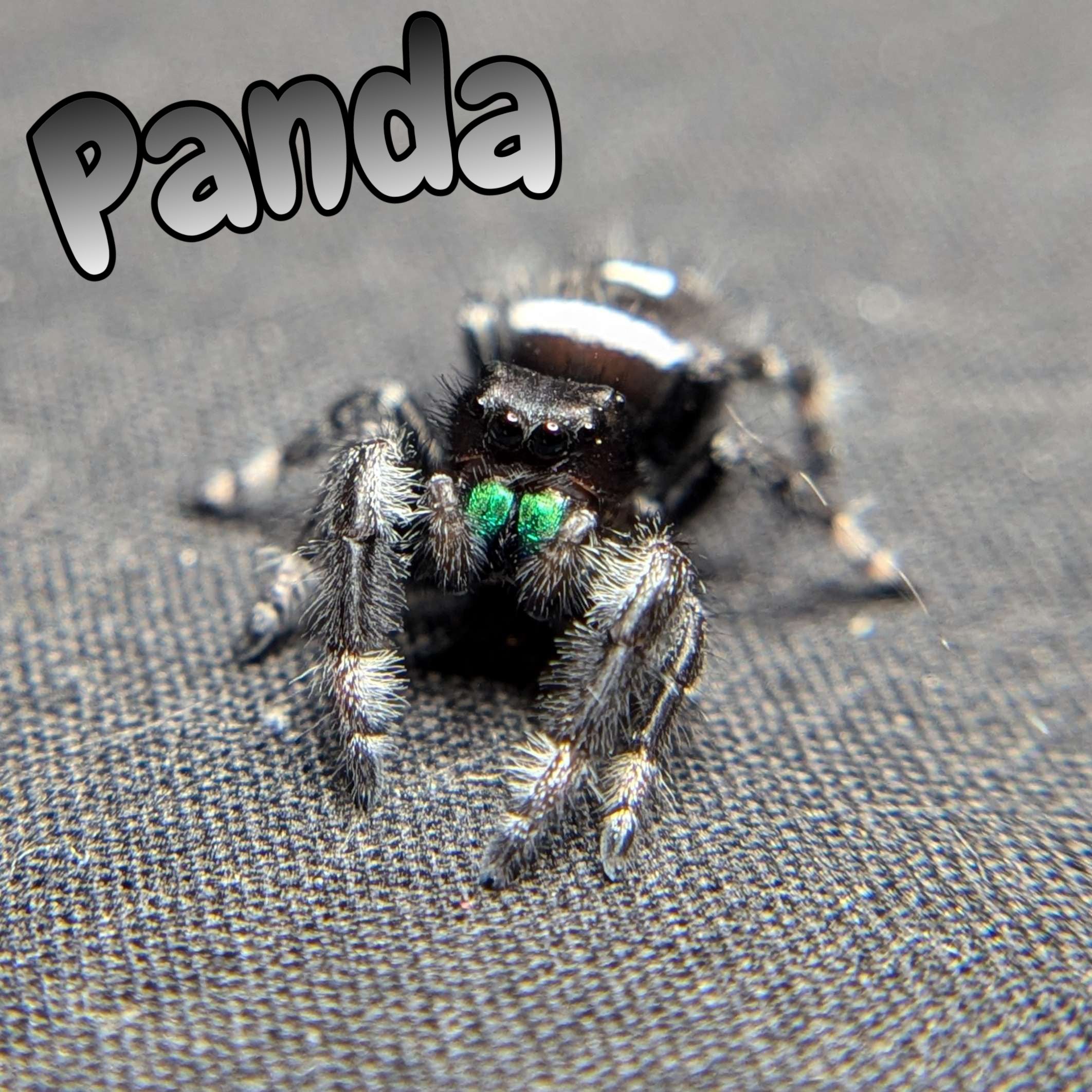 Audax Jumping Spider “Panda”