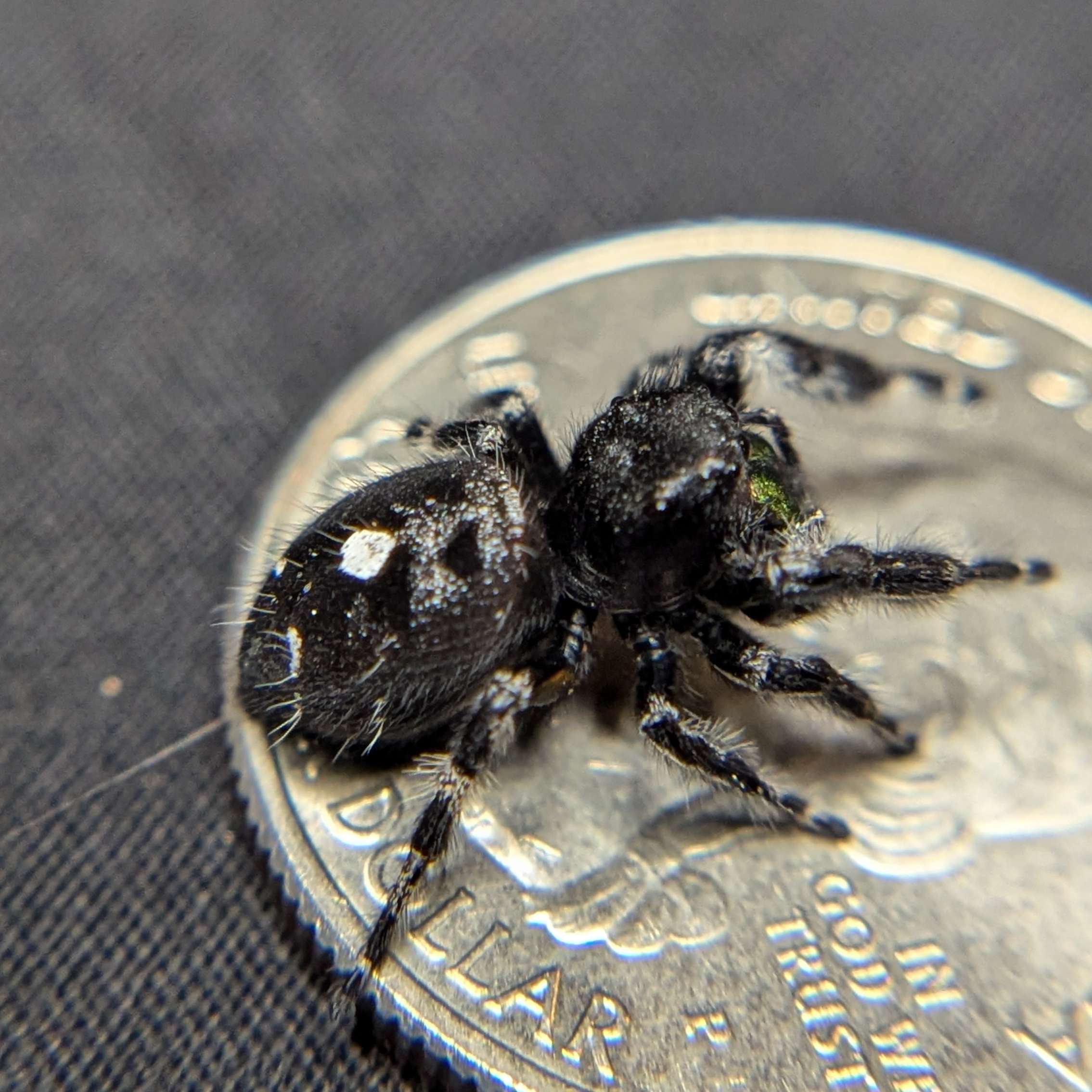 Audax Jumping Spider "Journey"