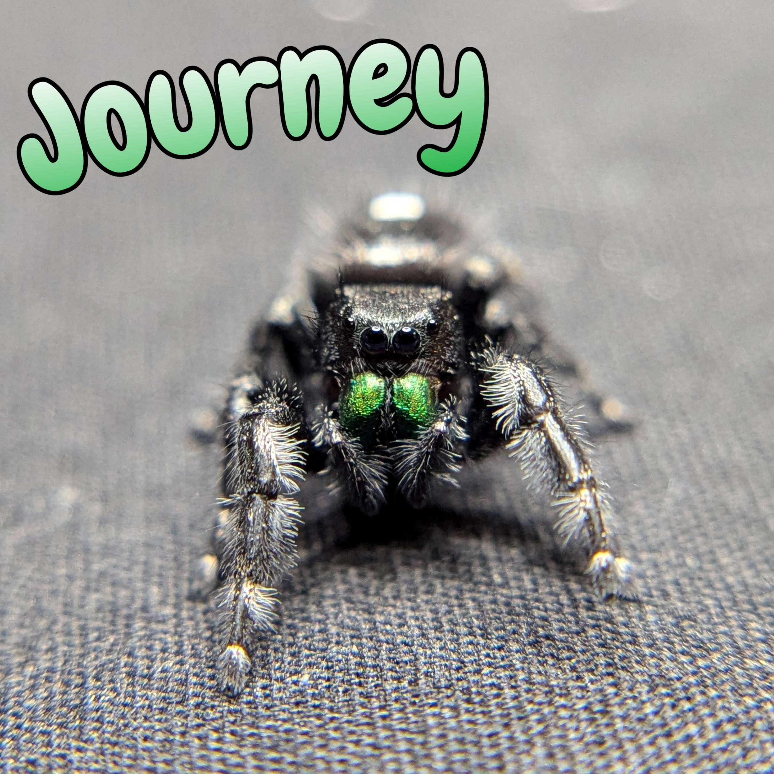 Audax Jumping Spider "Journey"