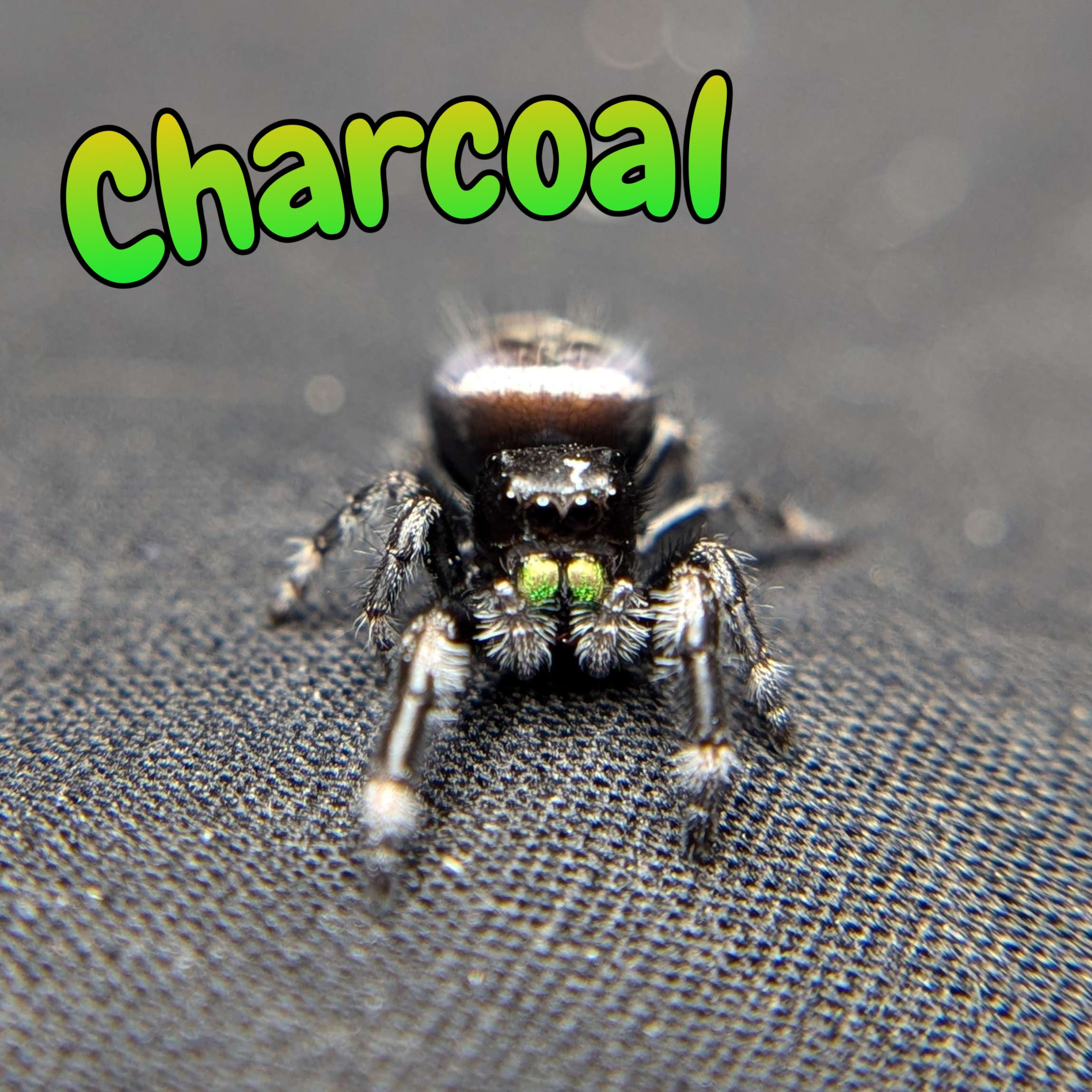 Audax Jumping Spider "Charcoal"