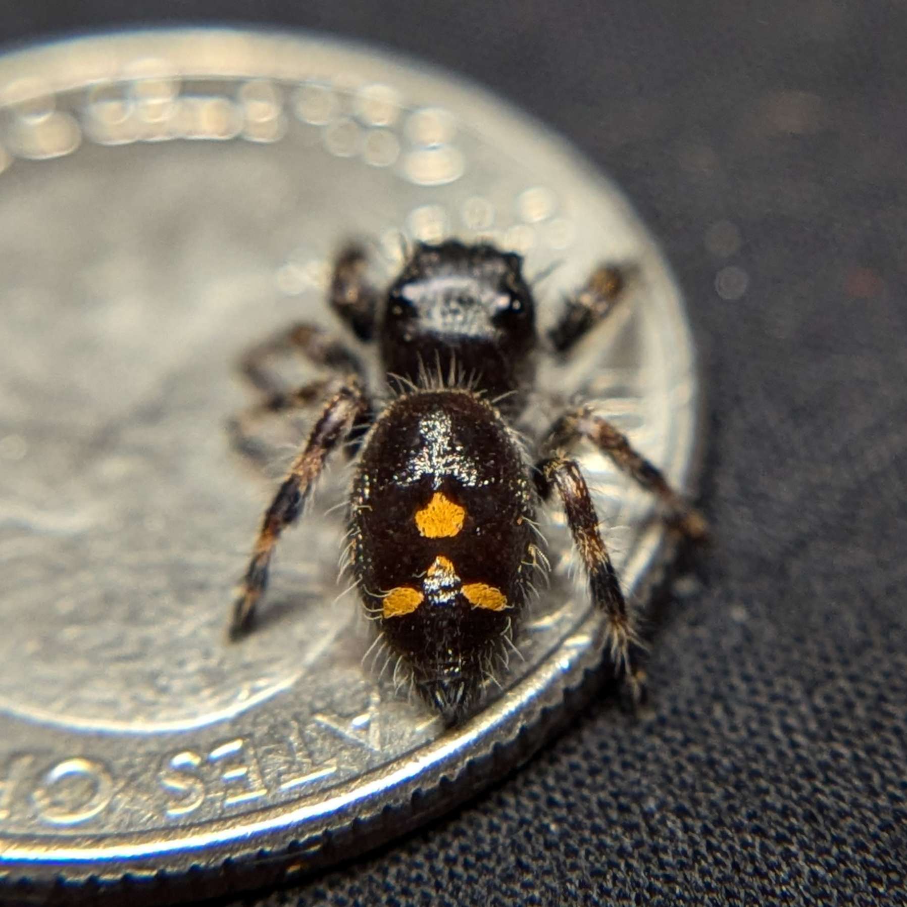 Audax Jumping Spider "Rhea"