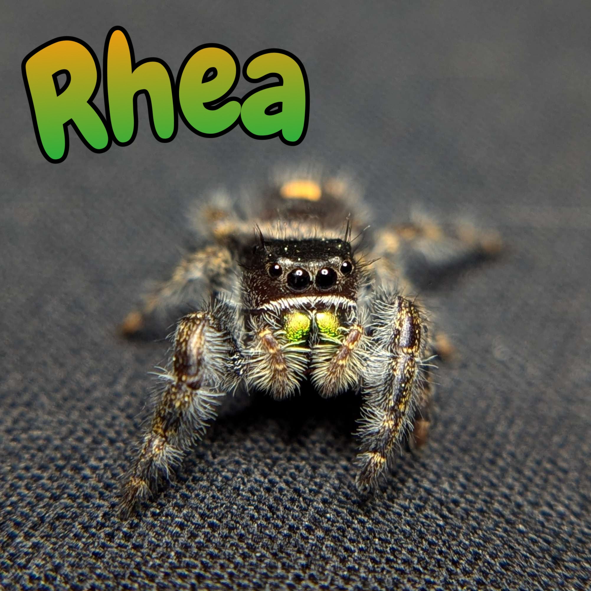 Audax Jumping Spider "Rhea"