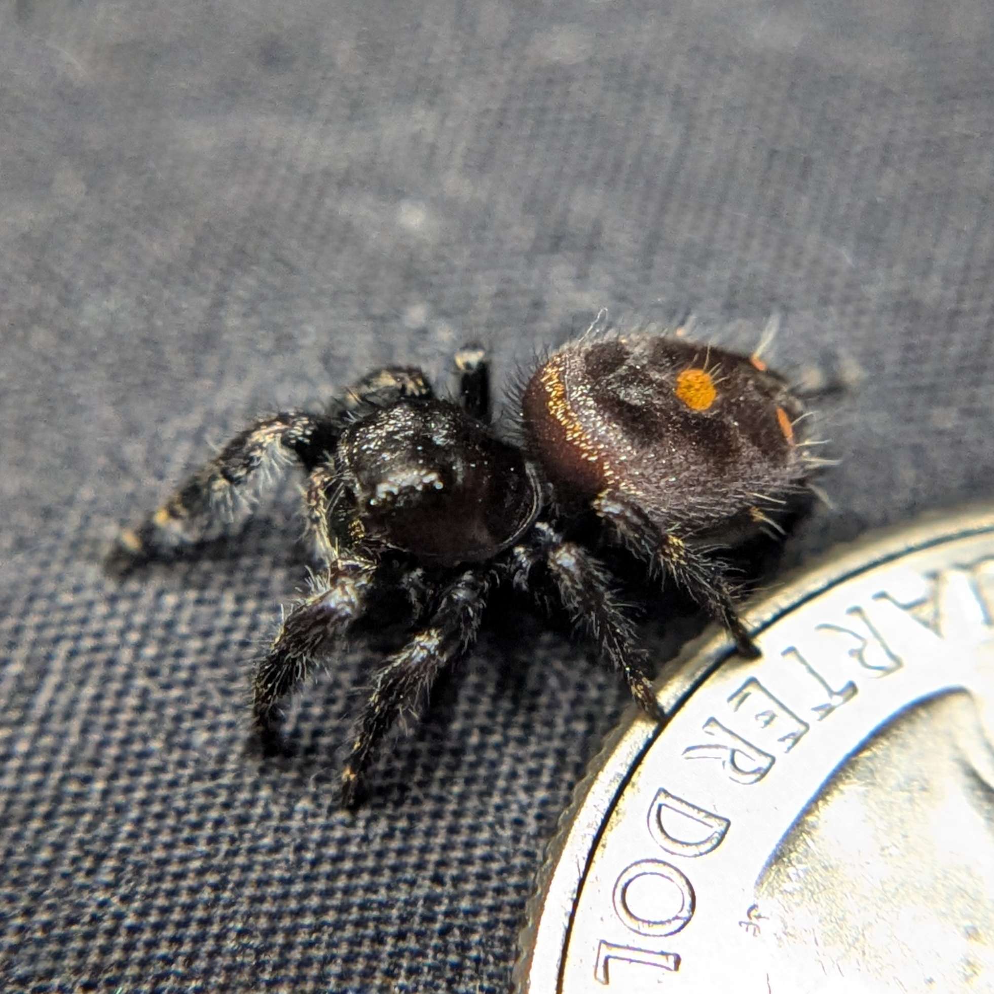 Audax Jumping Spider "Spice"