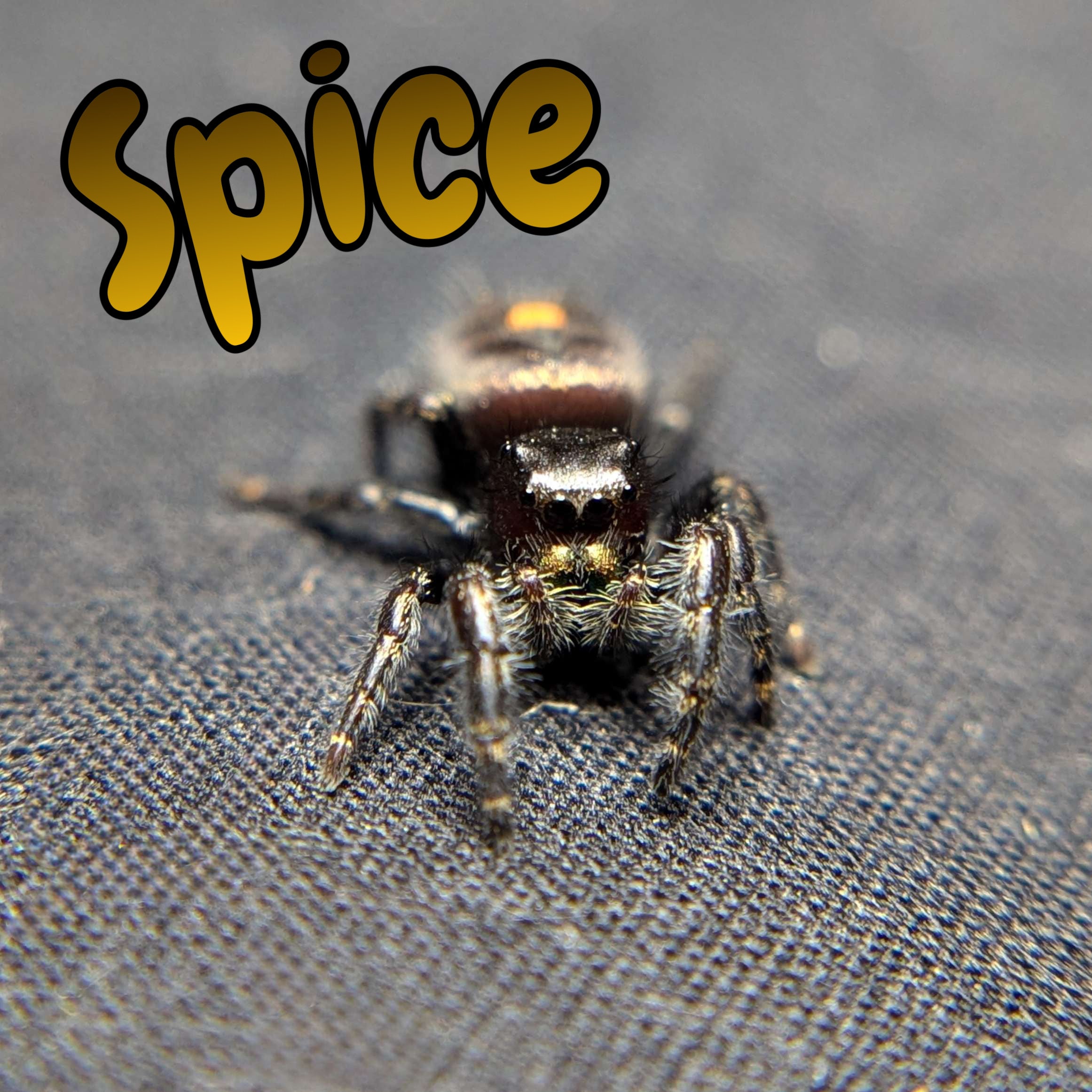Audax Jumping Spider "Spice"
