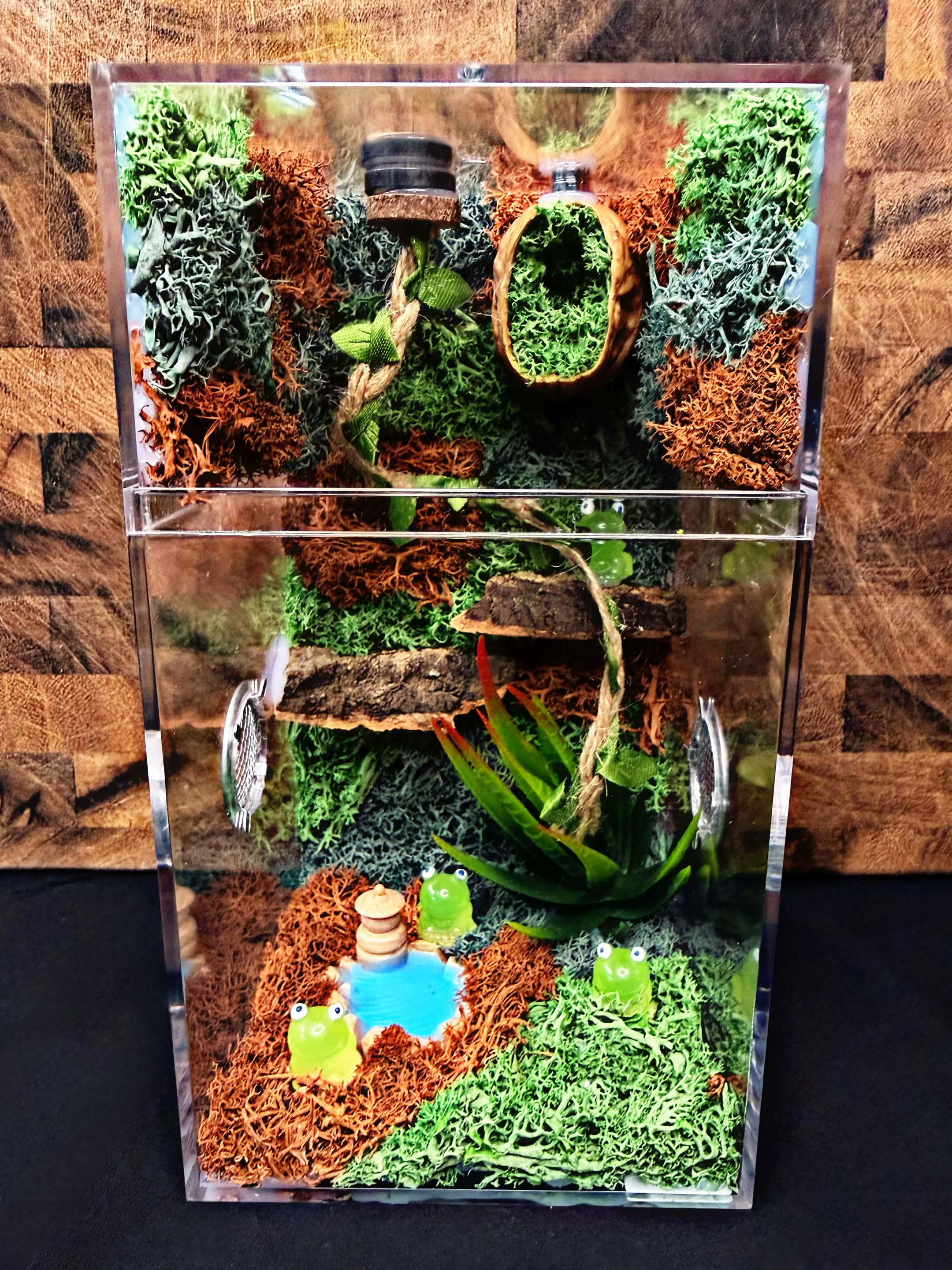 Custom Jumping Spider Enclosure