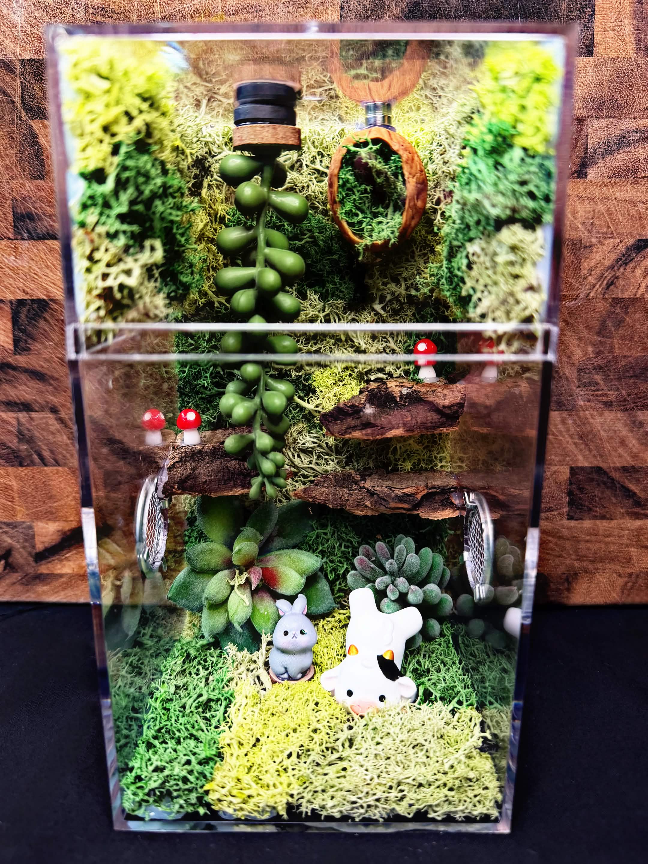 Custom Jumping Spider Enclosure
