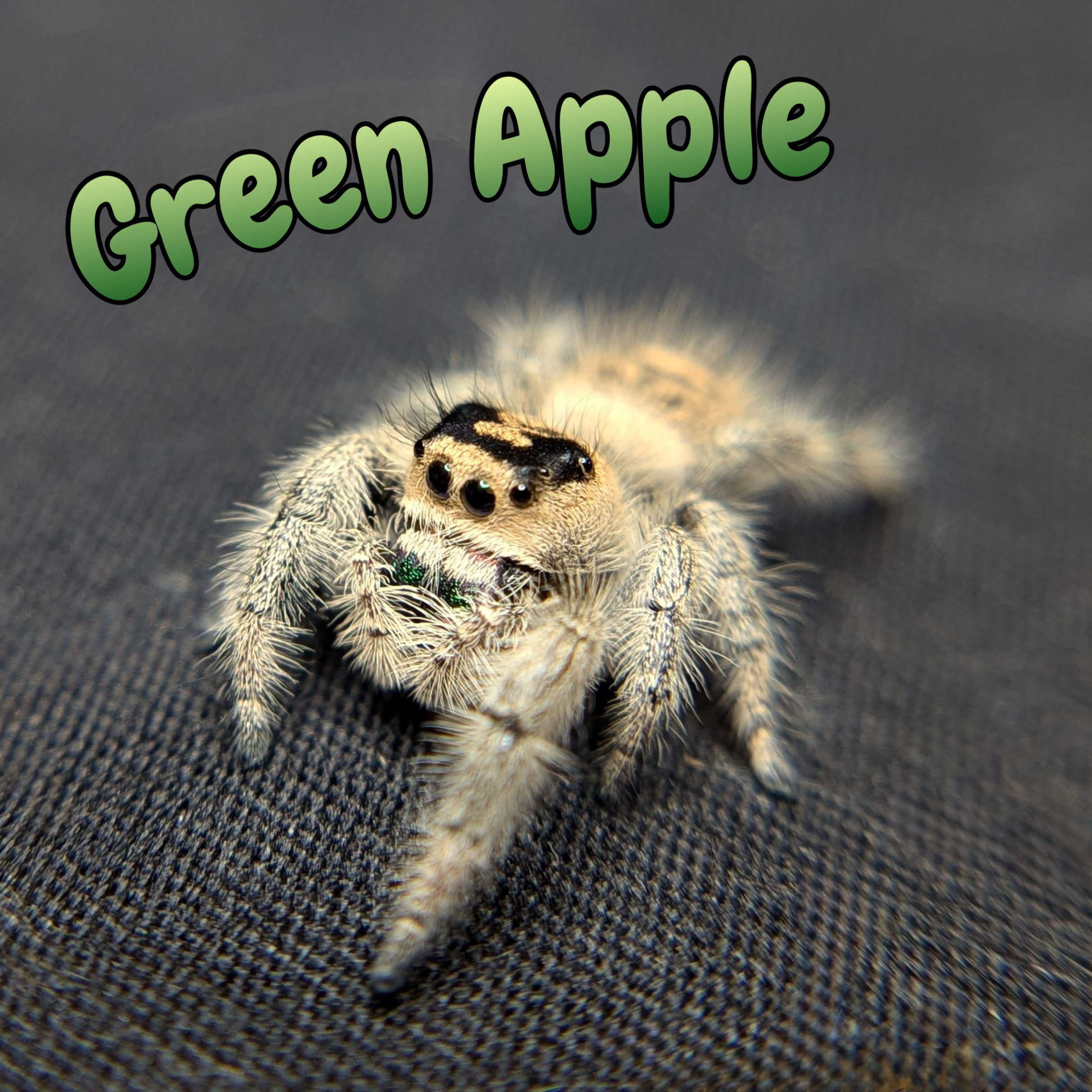 Regal Jumping Spider "Green Apple"