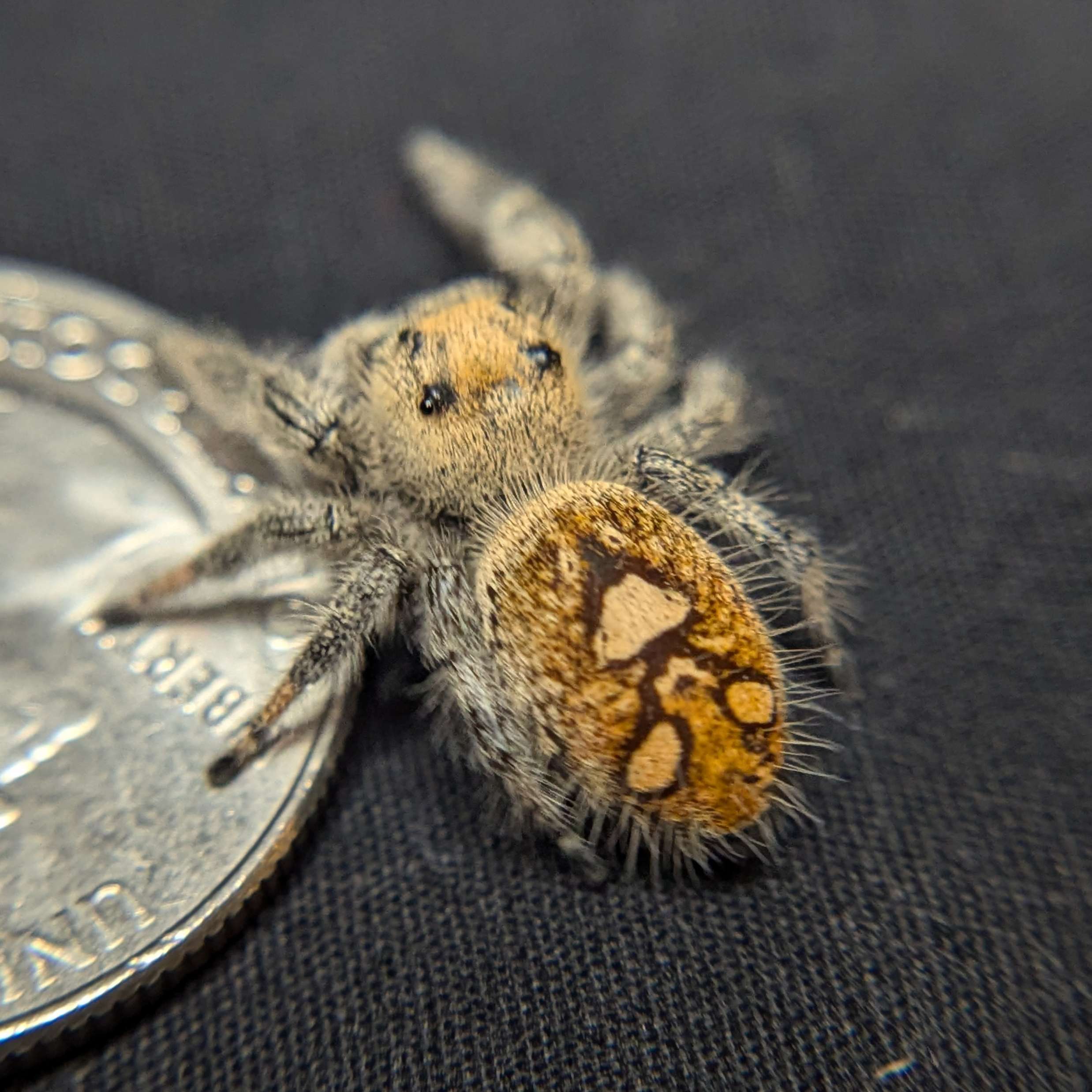 Regal Jumping Spider "Honey"