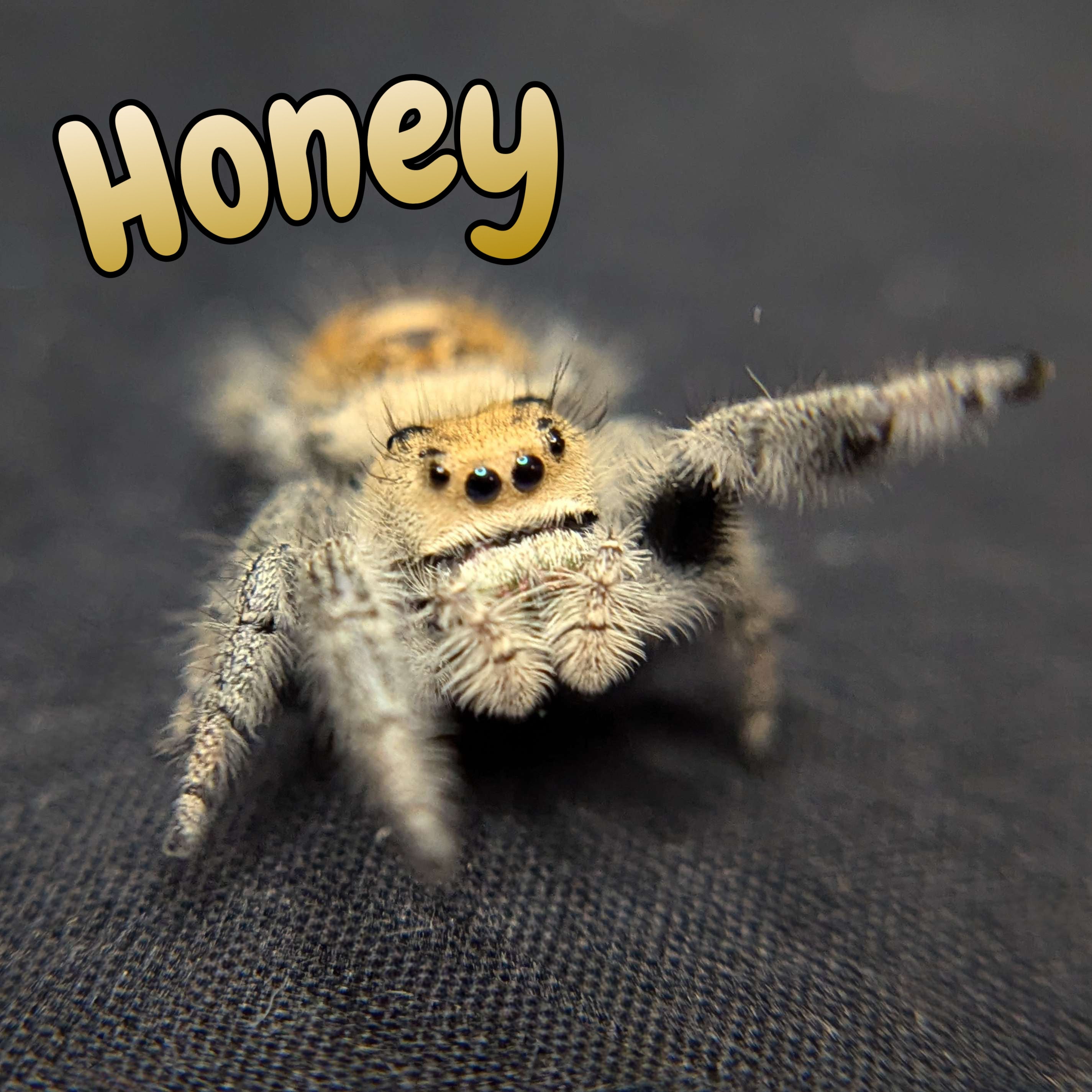 Regal Jumping Spider "Honey"