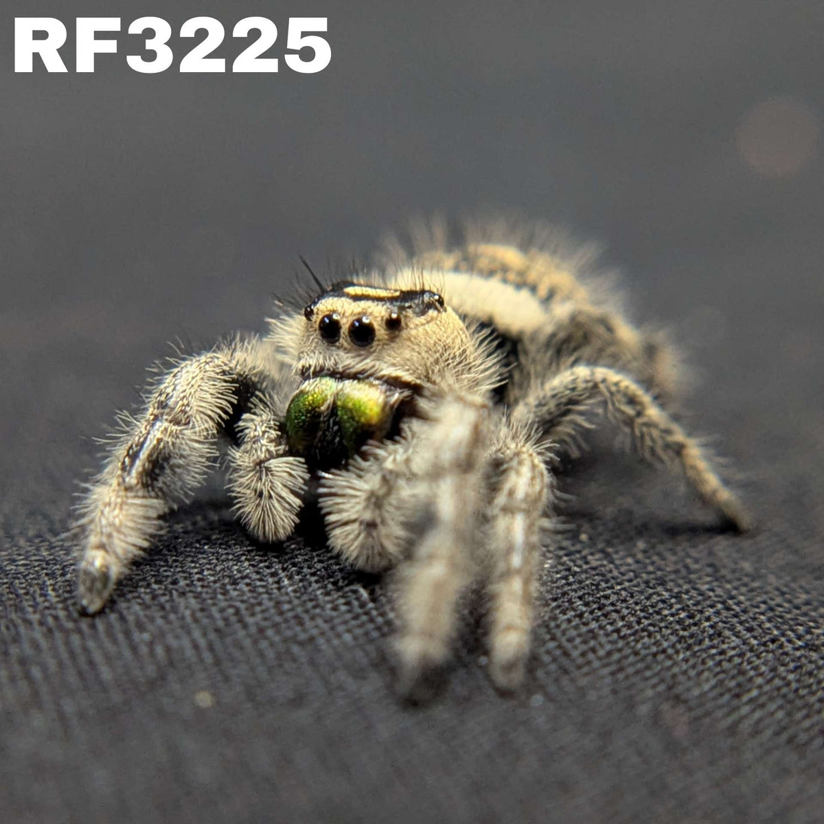 Regal Jumping Spider "Seafoam"