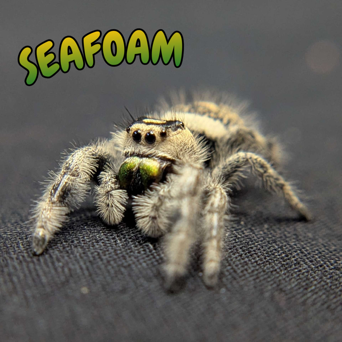 Regal Jumping Spider "Seafoam"