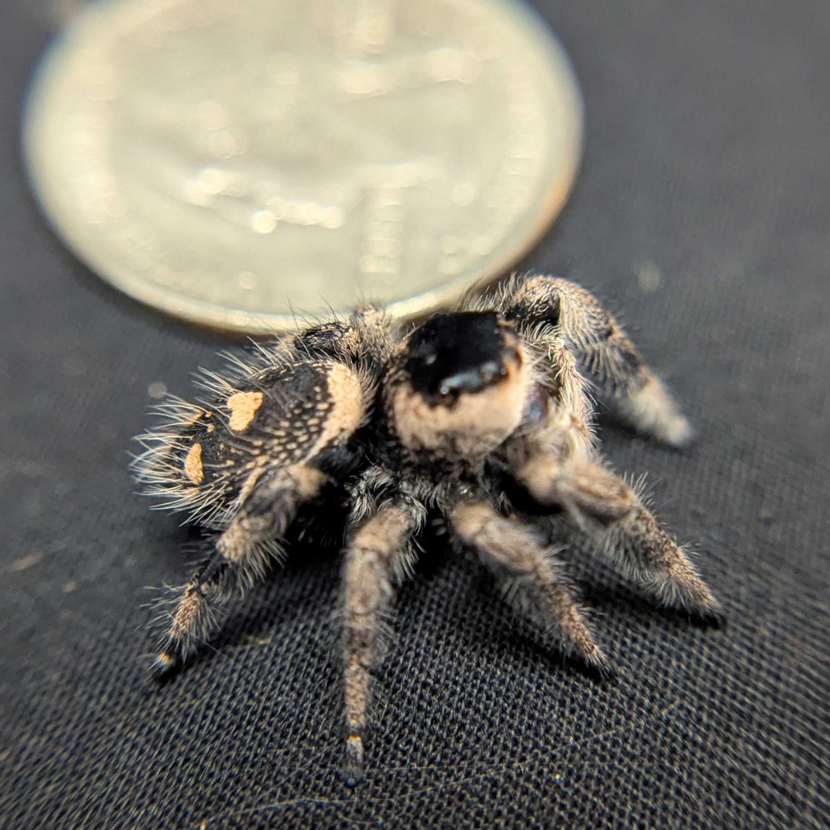 Regal Jumping Spider "Melody"