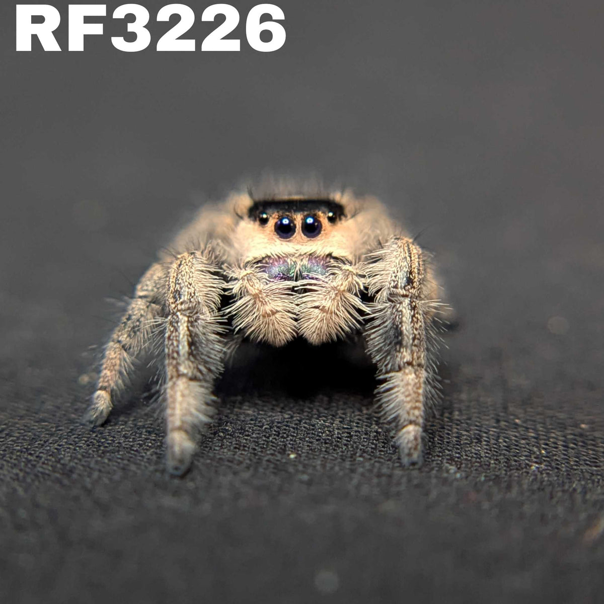 Regal Jumping Spider "Melody"