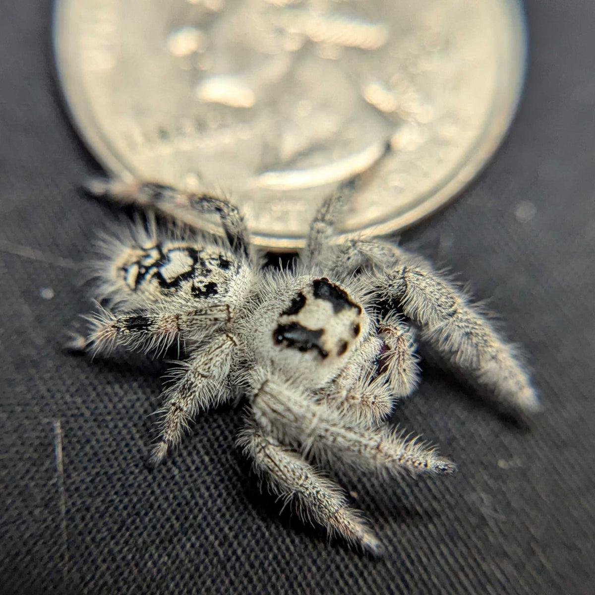 Regal Jumping Spider "Gentle"