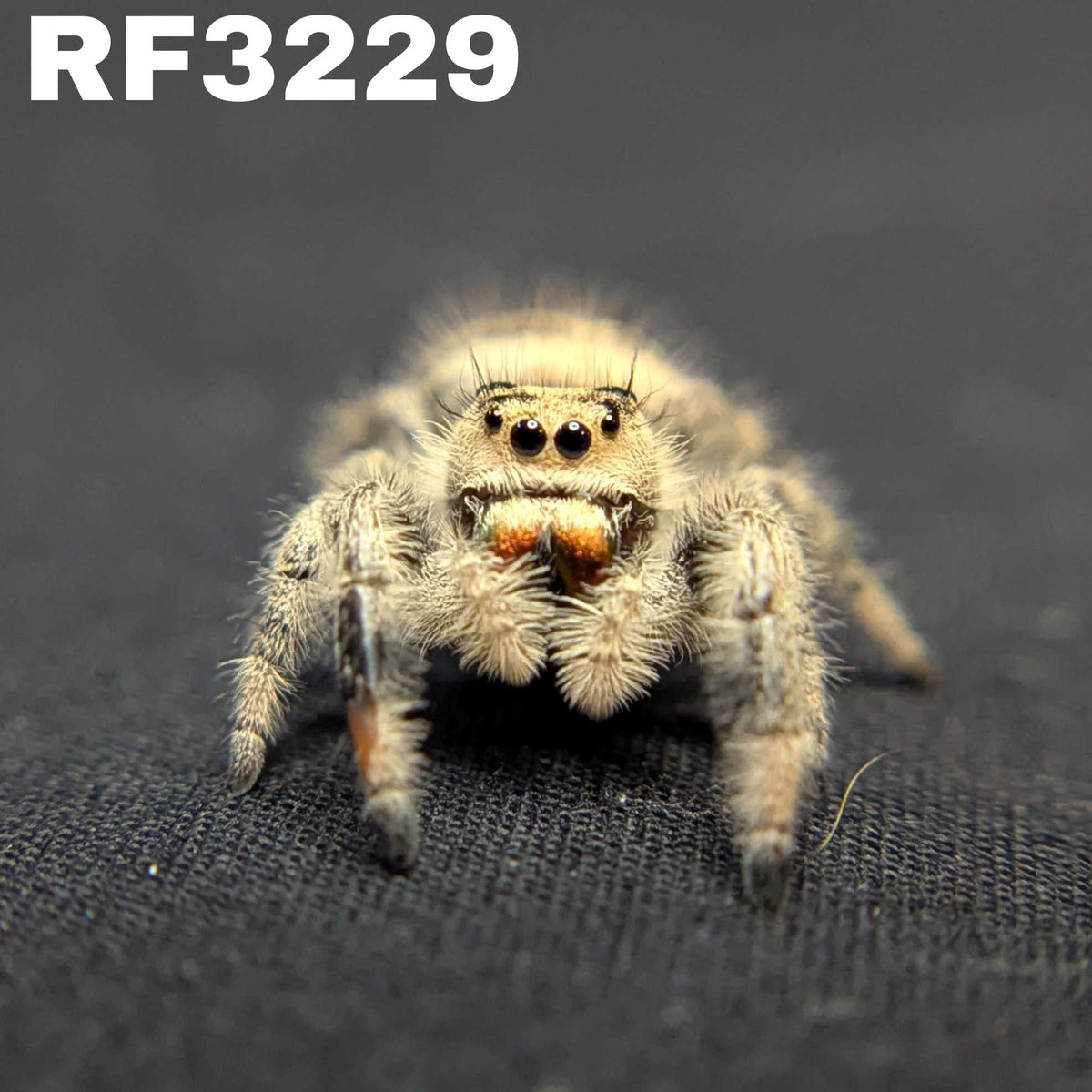 Regal Jumping Spider "Pastry"