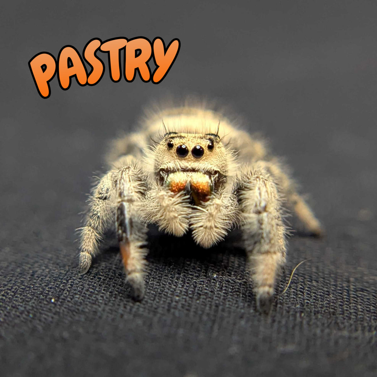 Regal Jumping Spider "Pastry"