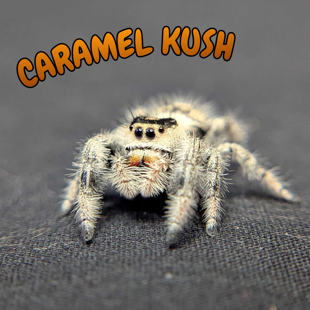 Regal Jumping Spider "Caramel Kush"