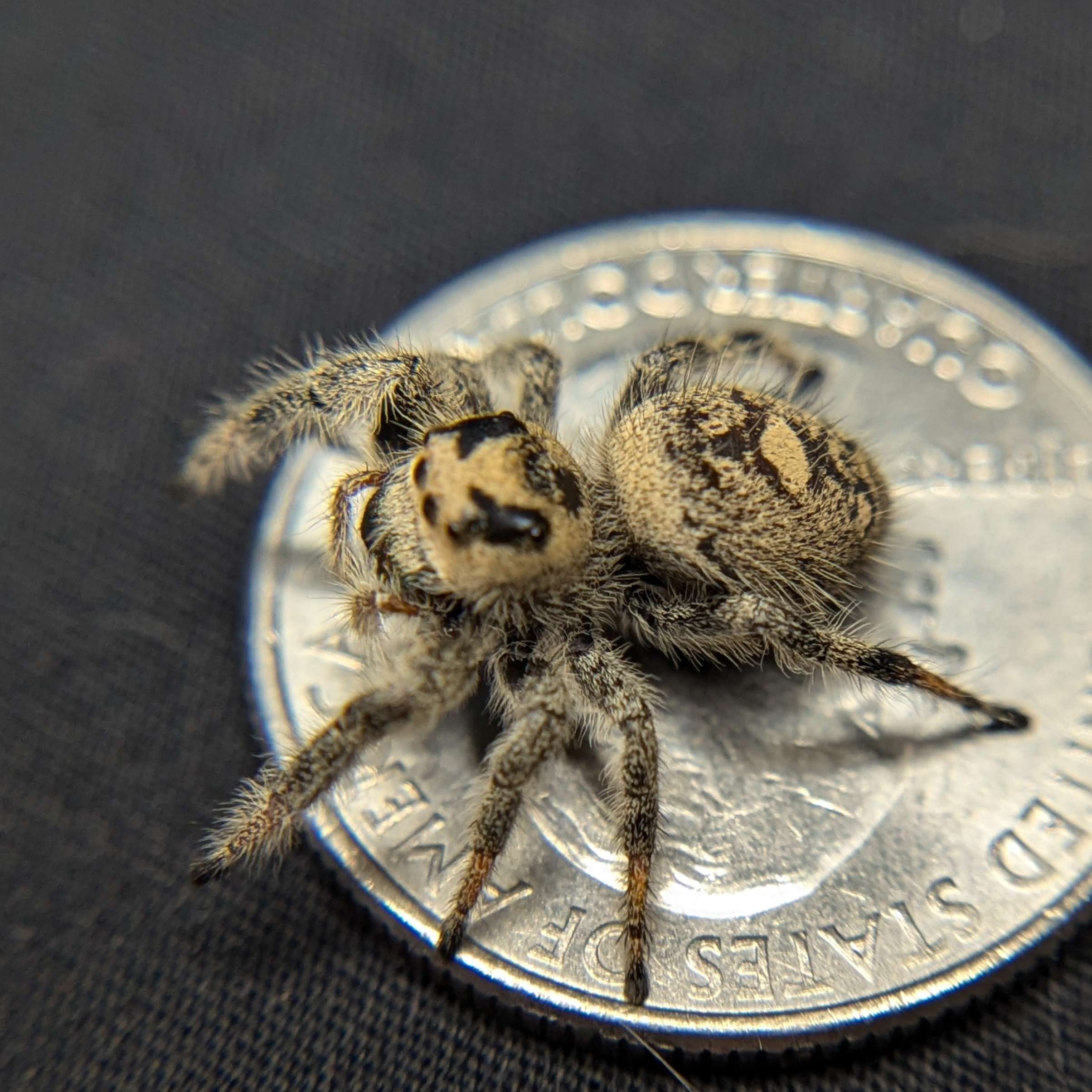 Regal Jumping Spider "Star"