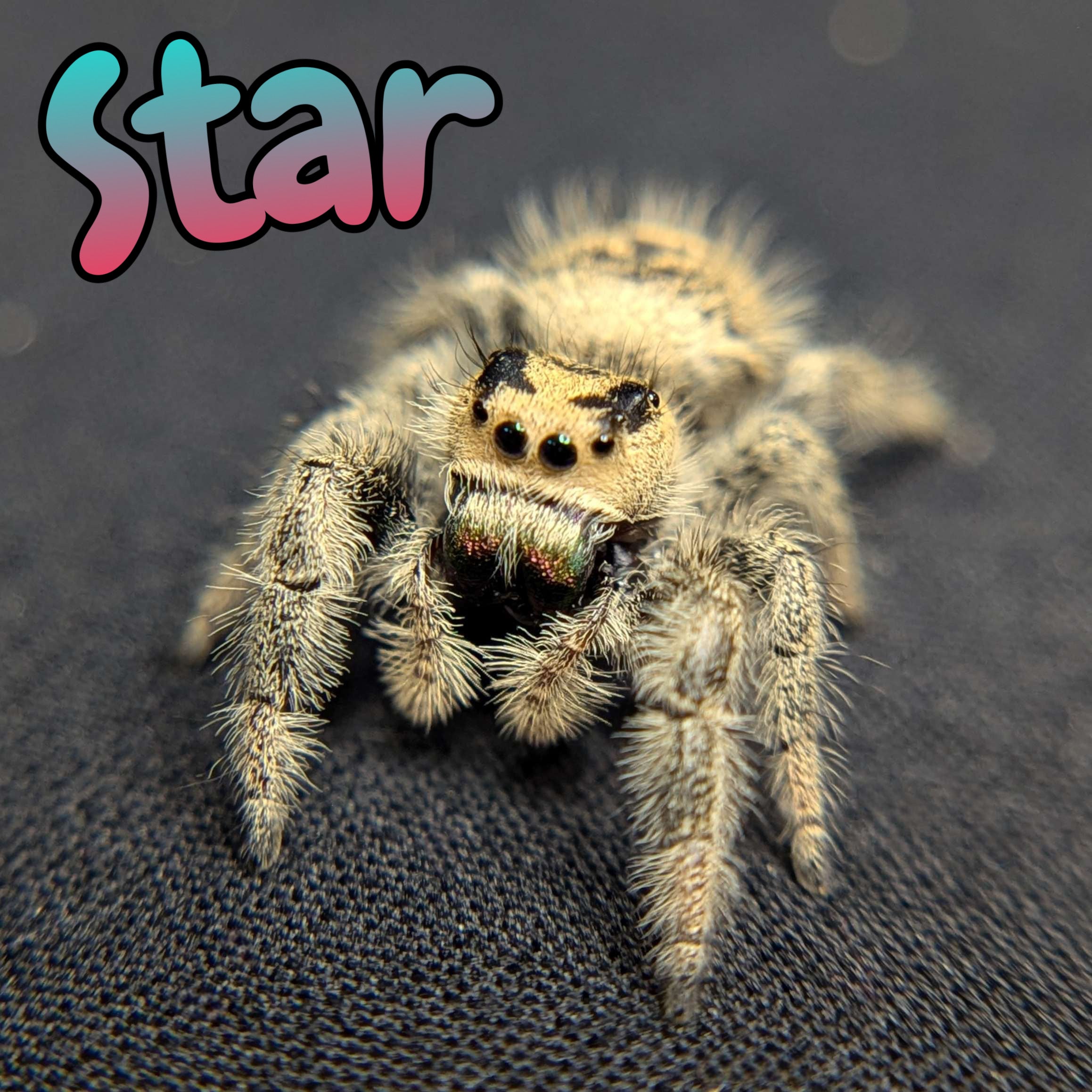 Regal Jumping Spider "Star"