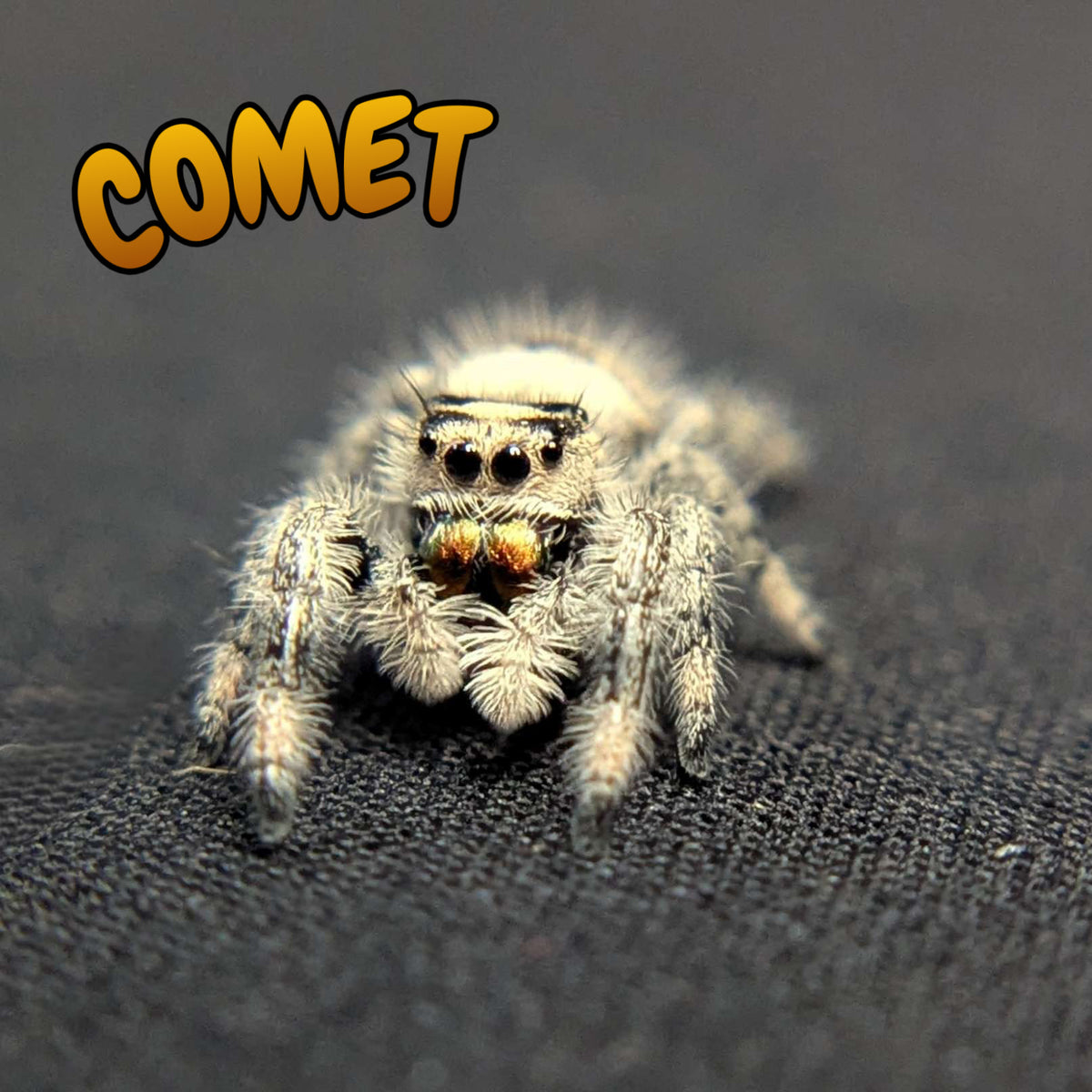 Regal Jumping Spider "Comet"