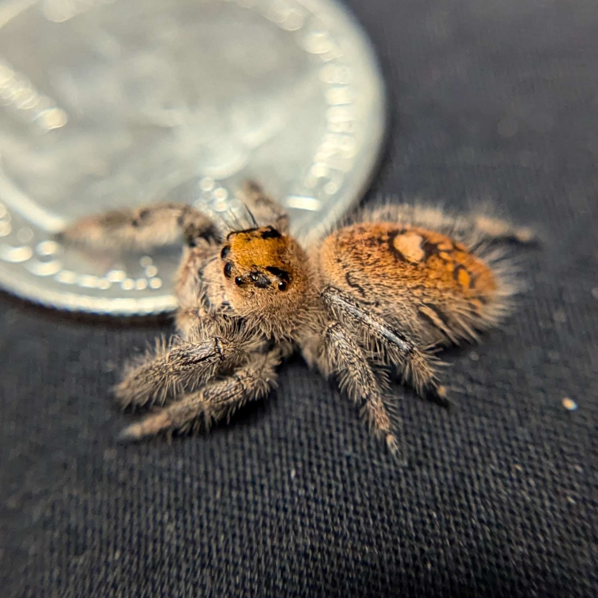 Regal Jumping Spider "Starburst"