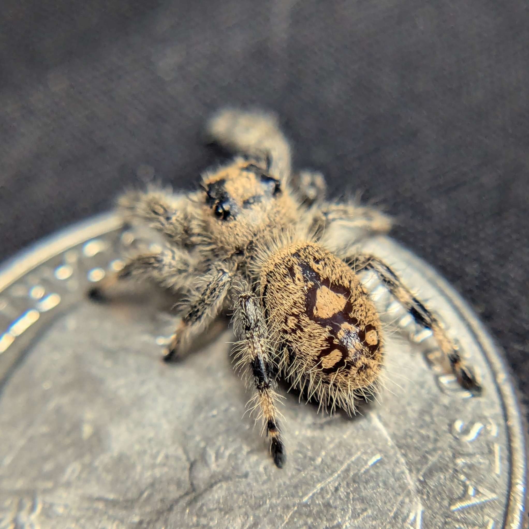Regal Jumping Spider "Rose"