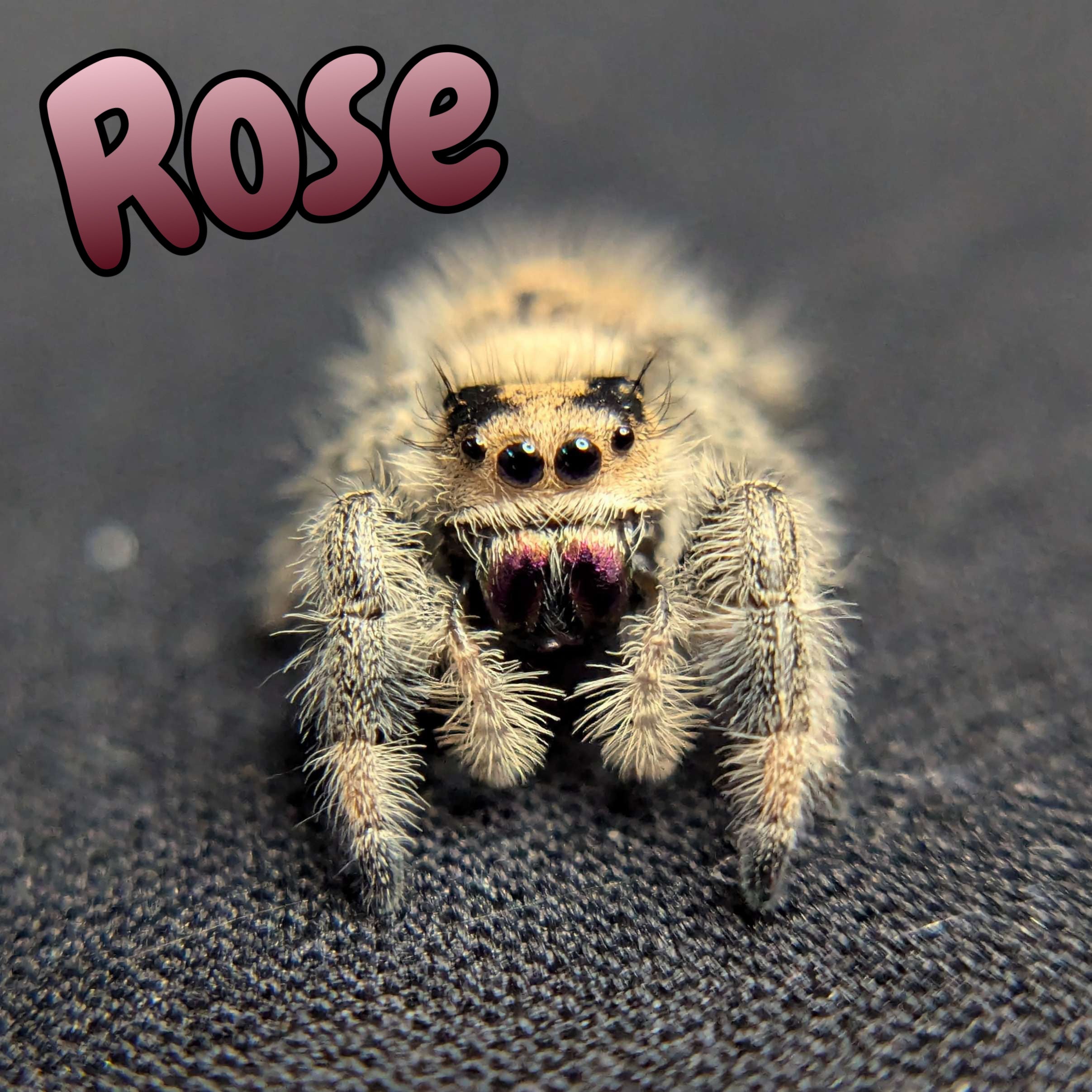 Regal Jumping Spider "Rose"