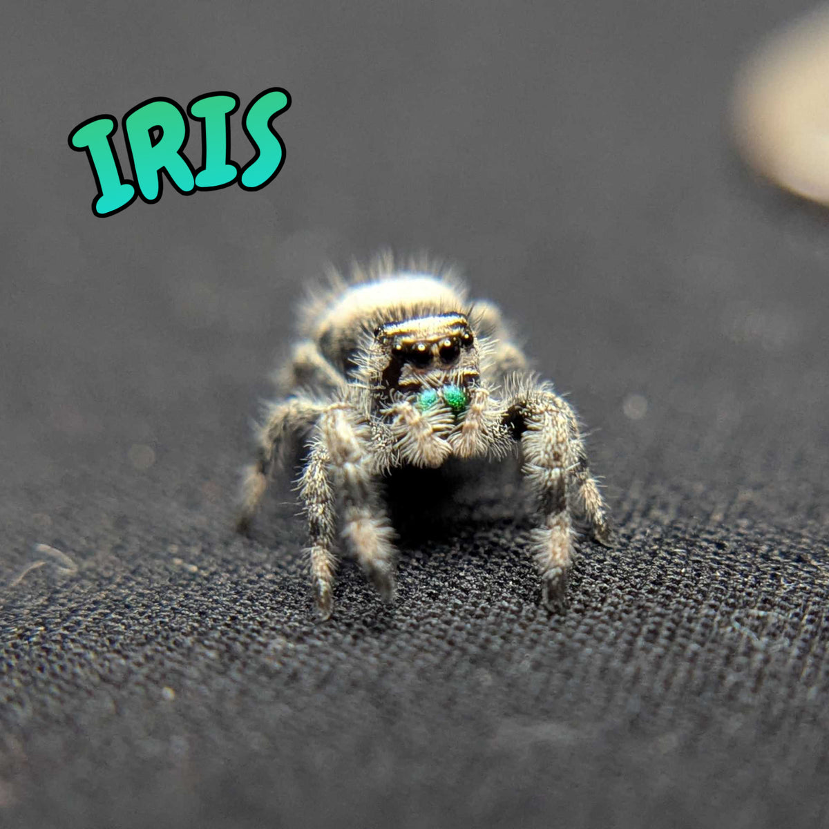 Regal Jumping Spider "Iris"