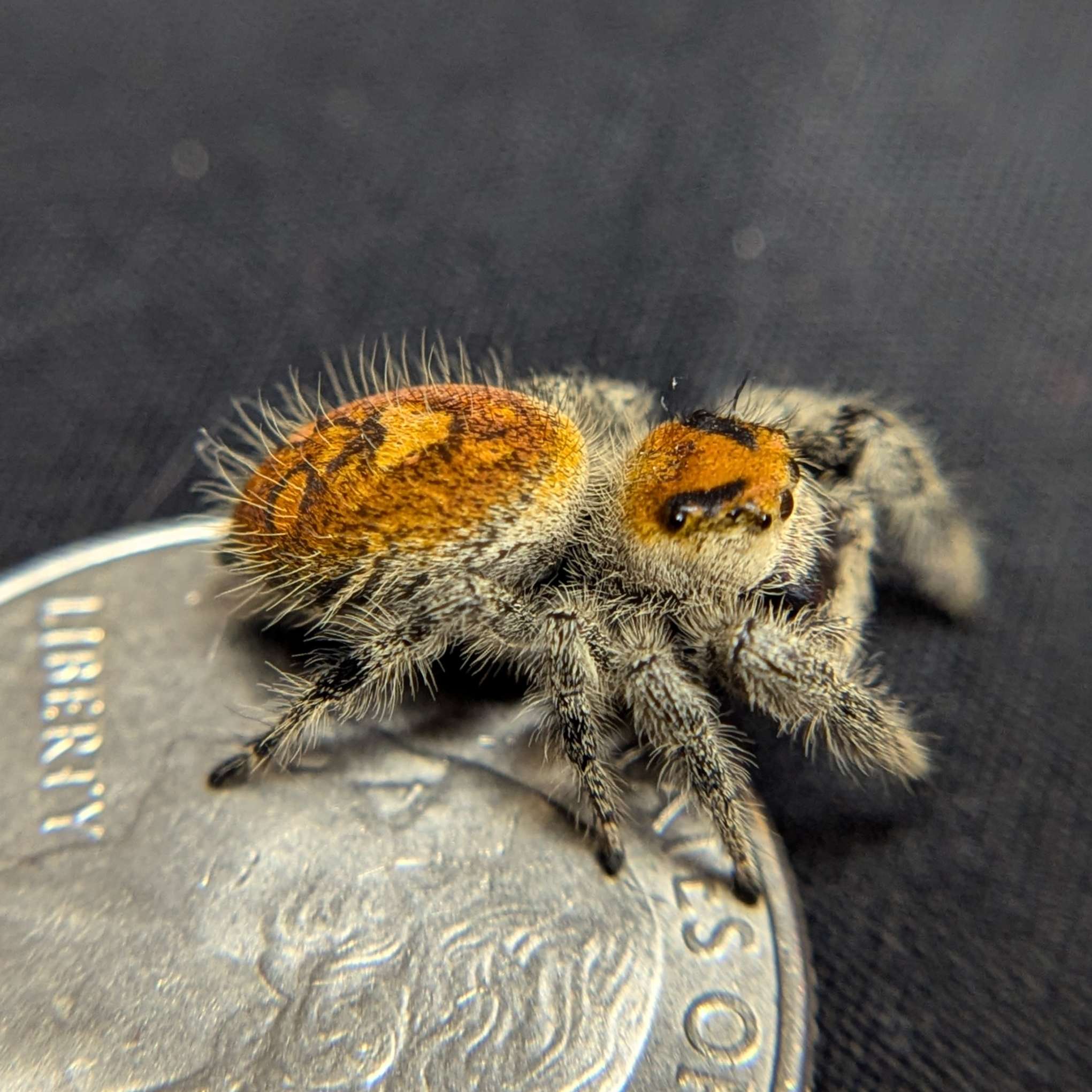 Regal Jumping Spider "Wonder"