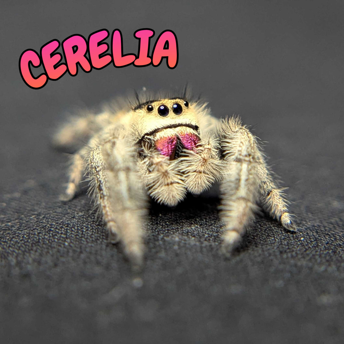 Regal Jumping Spider “Cerelia”